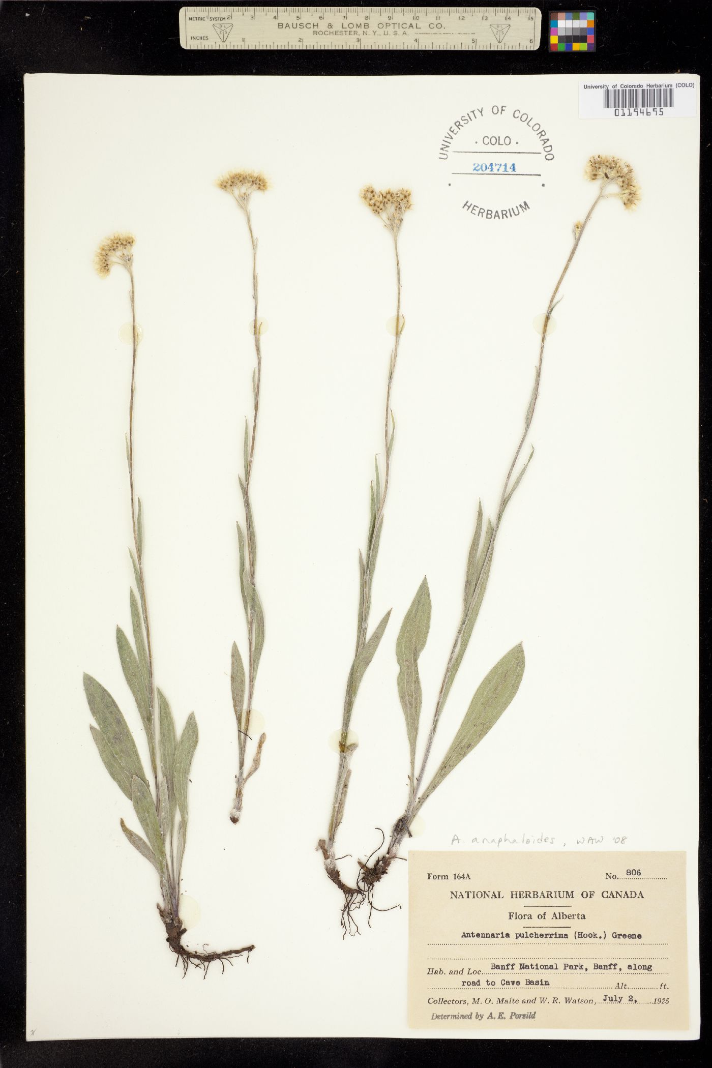 Antennaria anaphaloides image