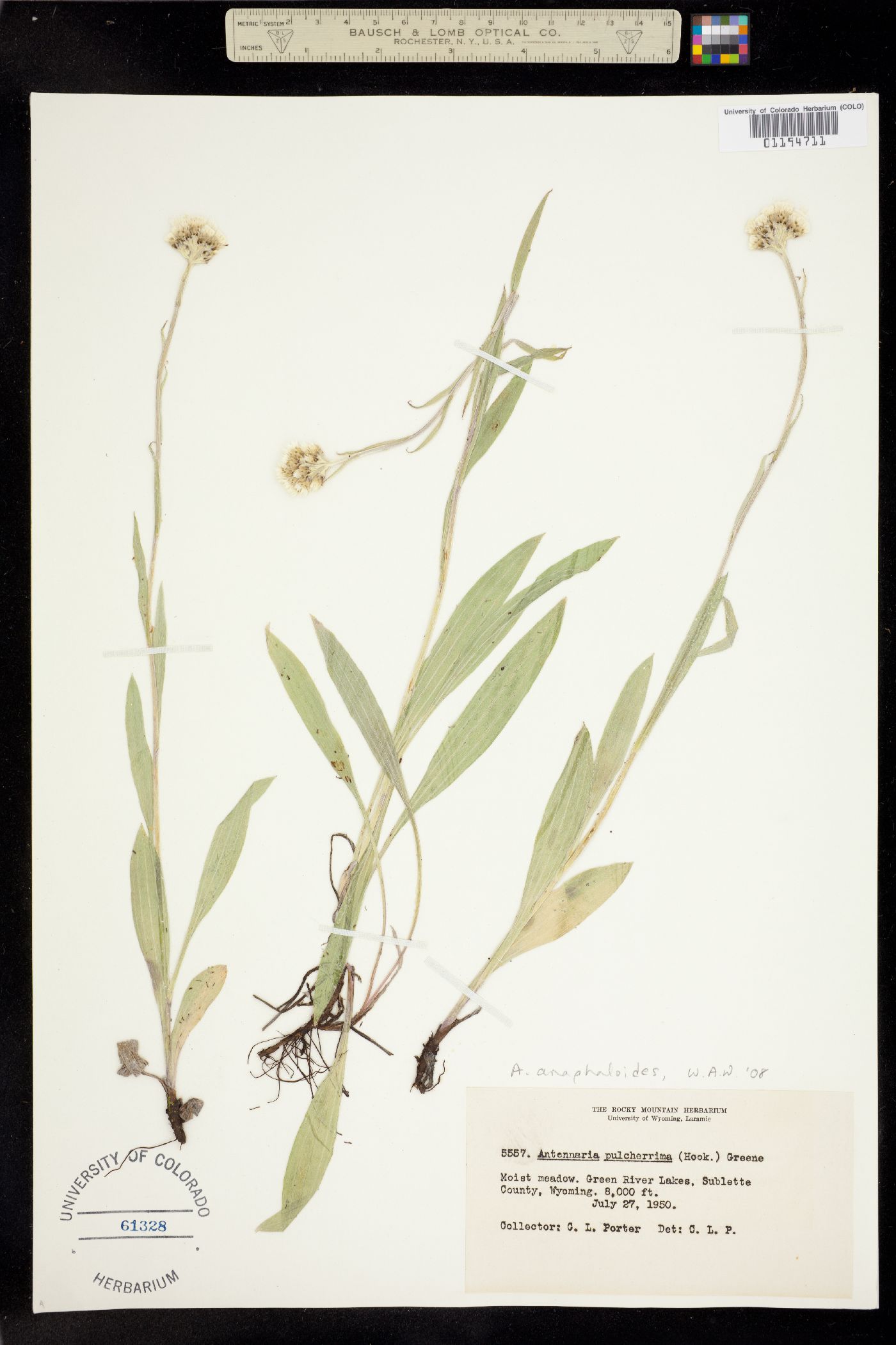 Antennaria anaphaloides image