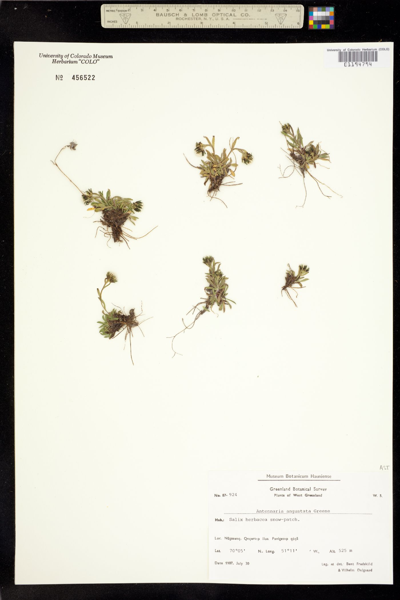 Antennaria angustata image