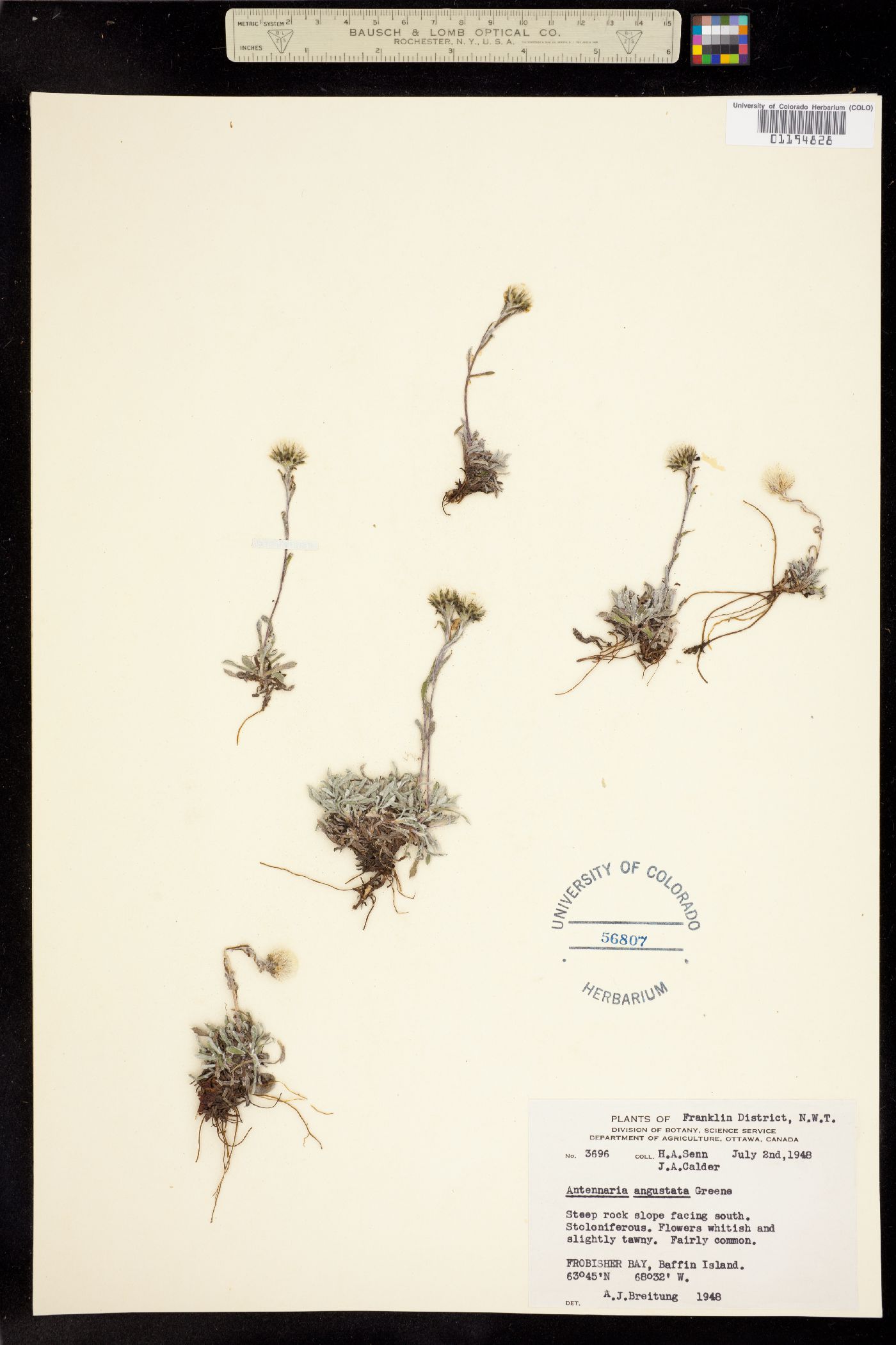 Antennaria angustata image