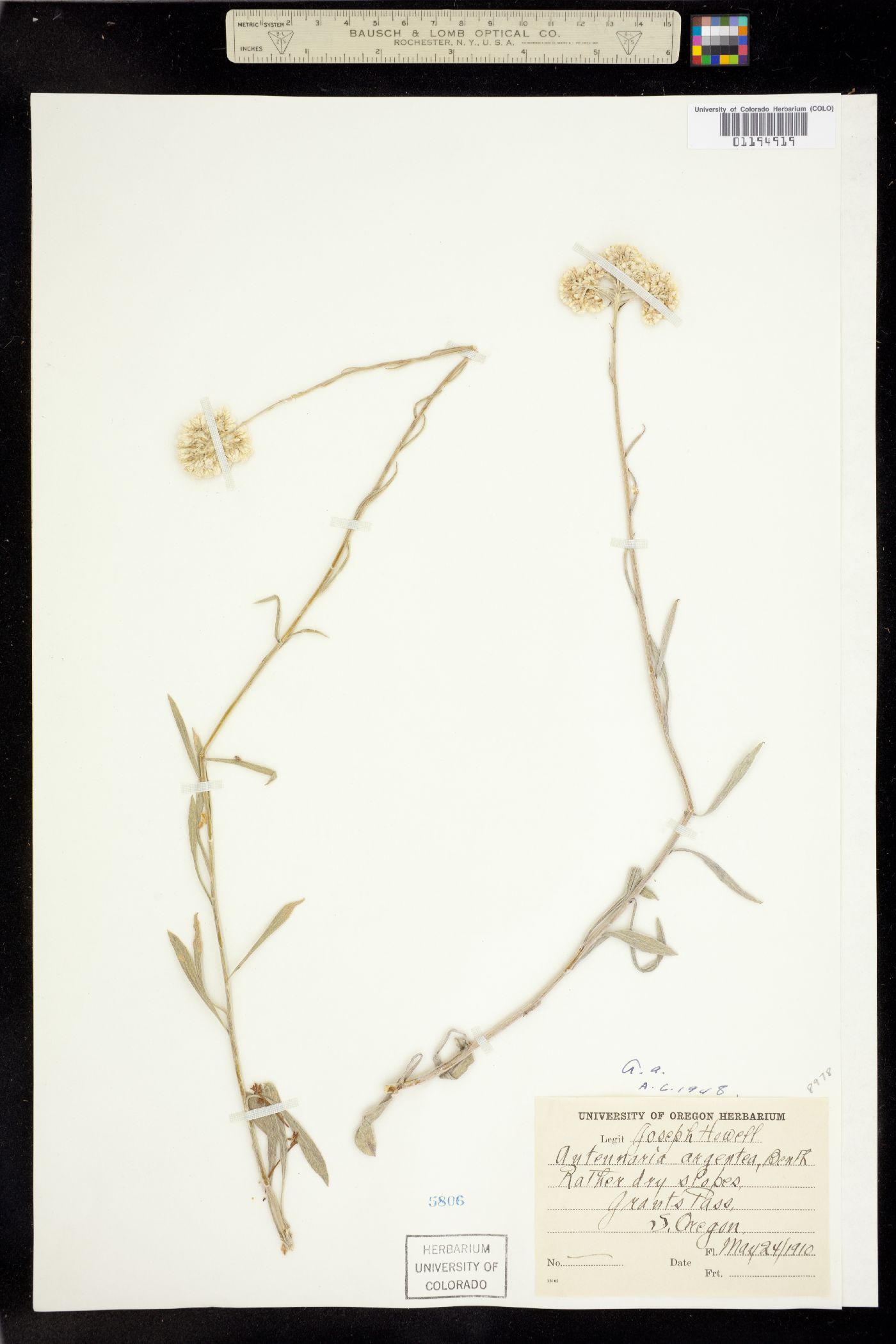 Antennaria argentea image