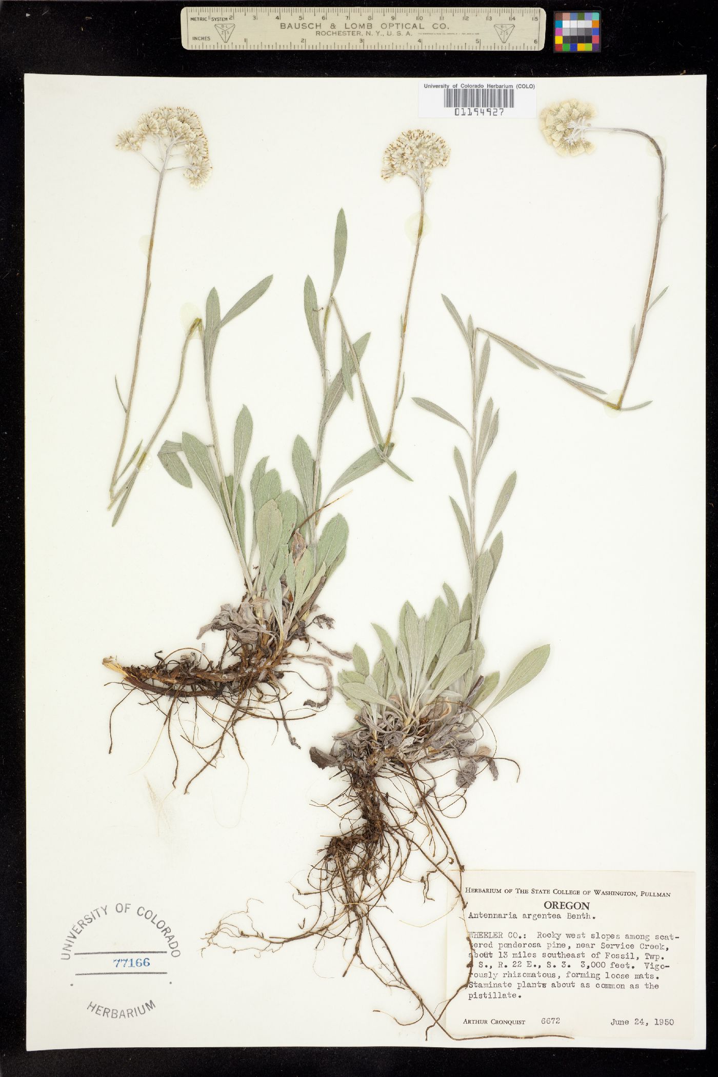 Antennaria argentea image