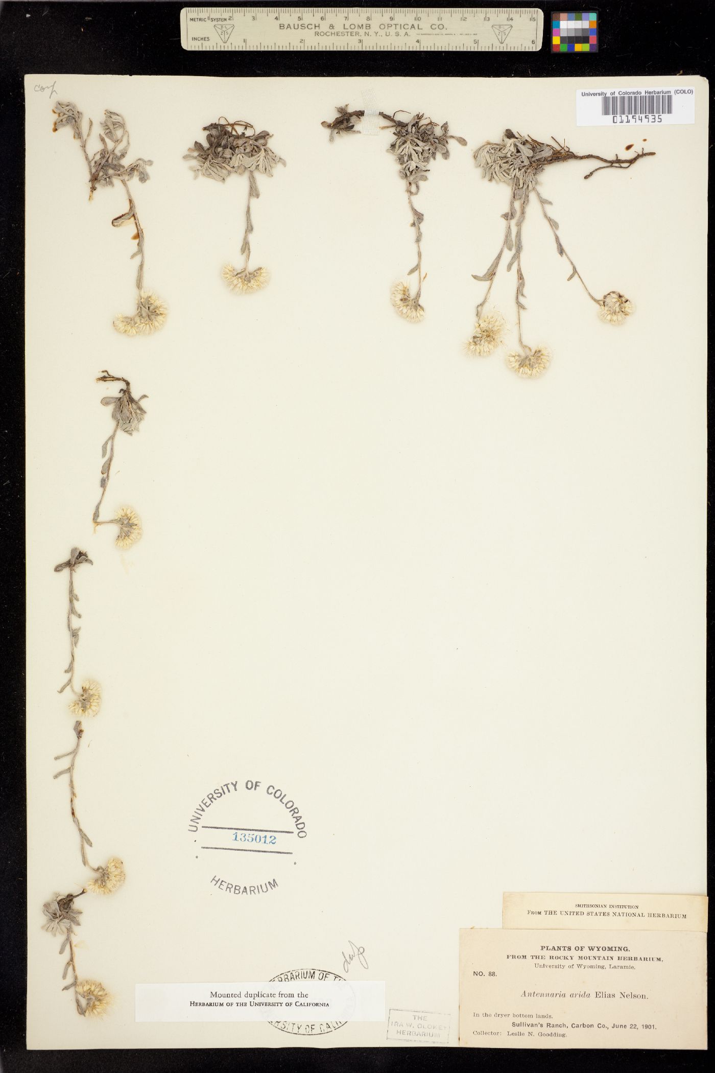 Antennaria rosea ssp. arida image