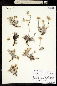 Antennaria aromatica image