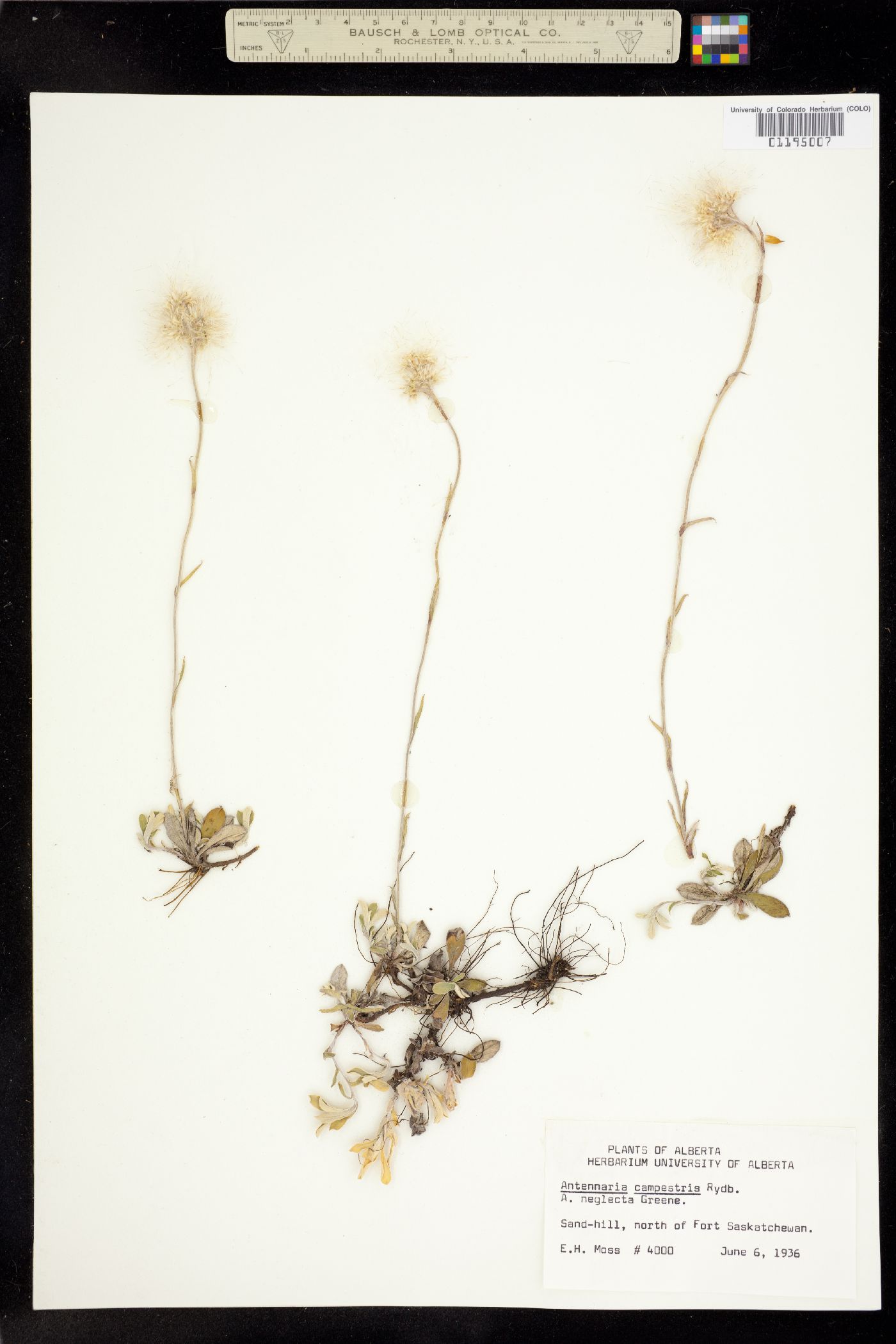 Antennaria neglecta image