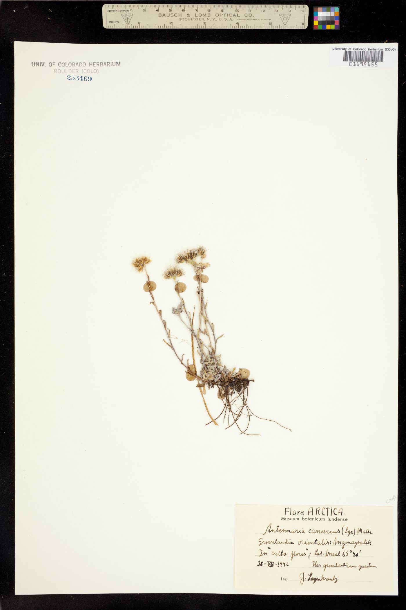 Antennaria alpina image