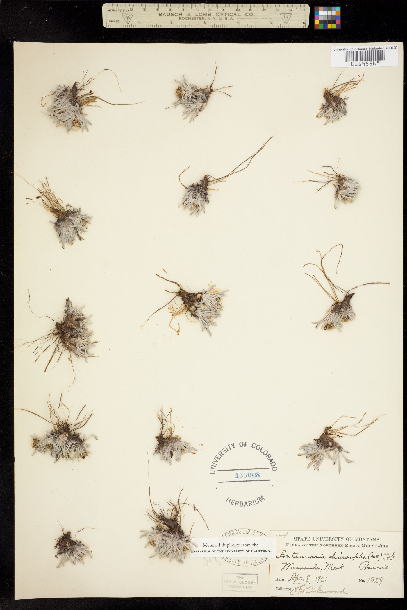 Antennaria dimorpha image