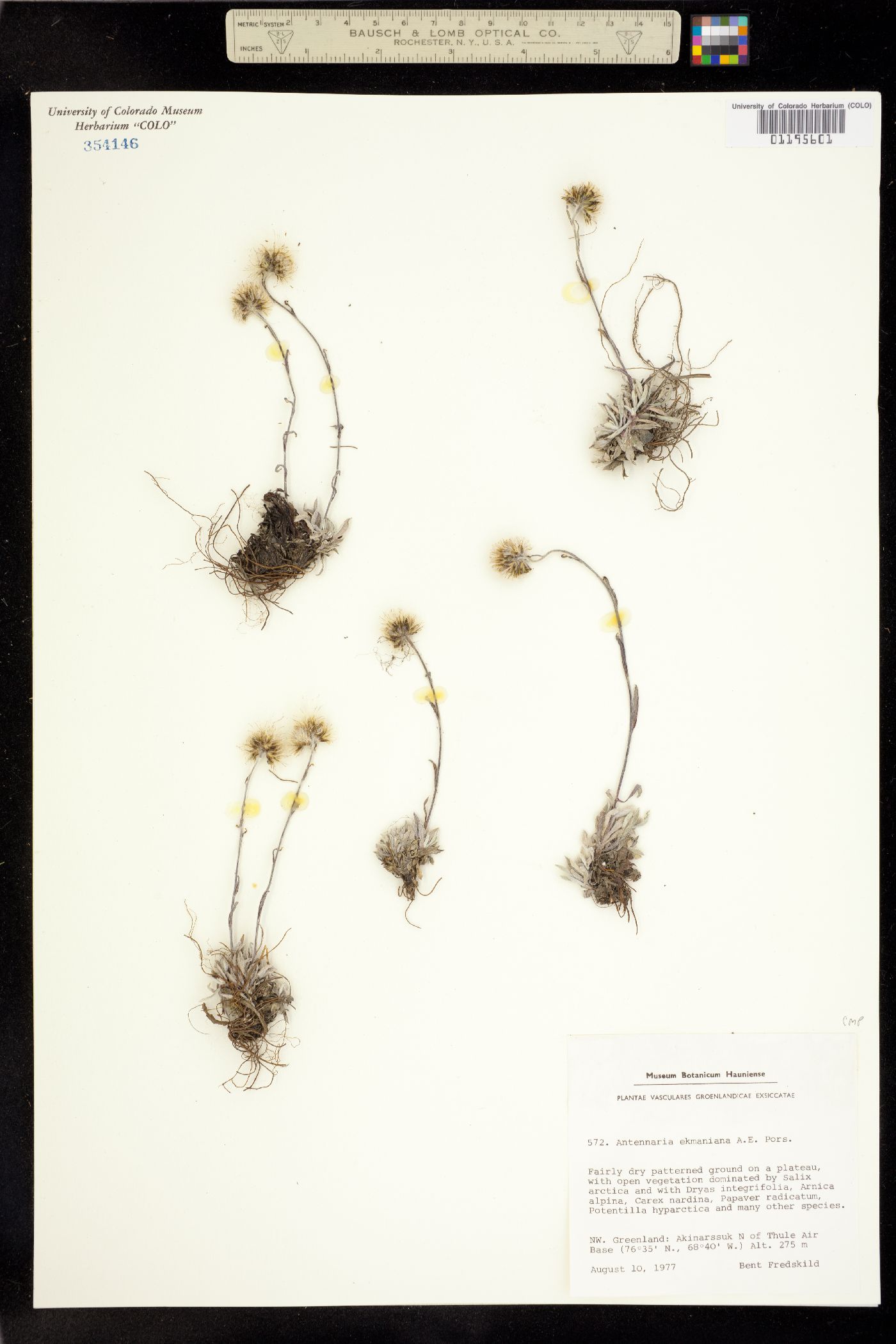 Antennaria ekmaniana image