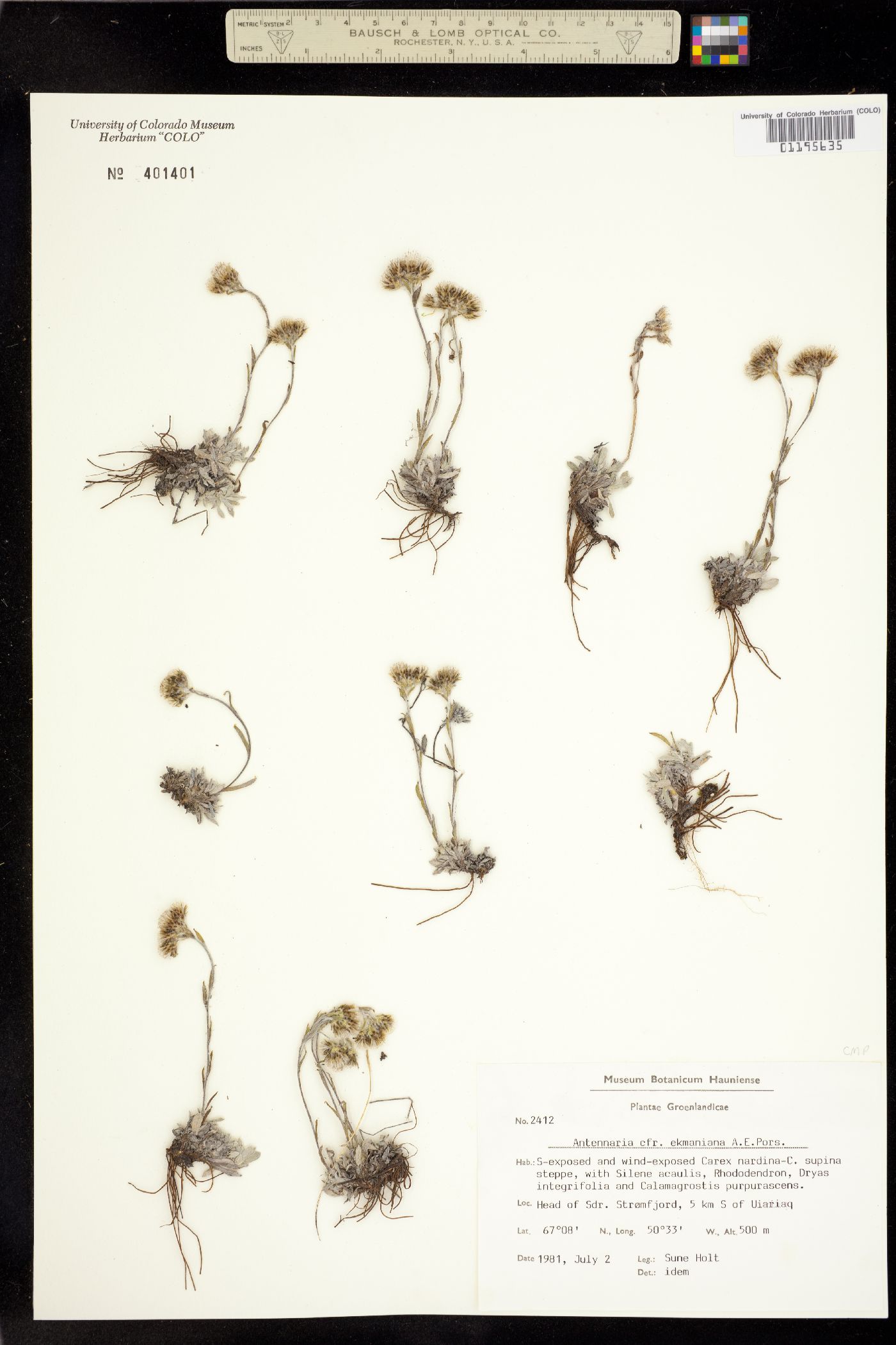 Antennaria ekmaniana image
