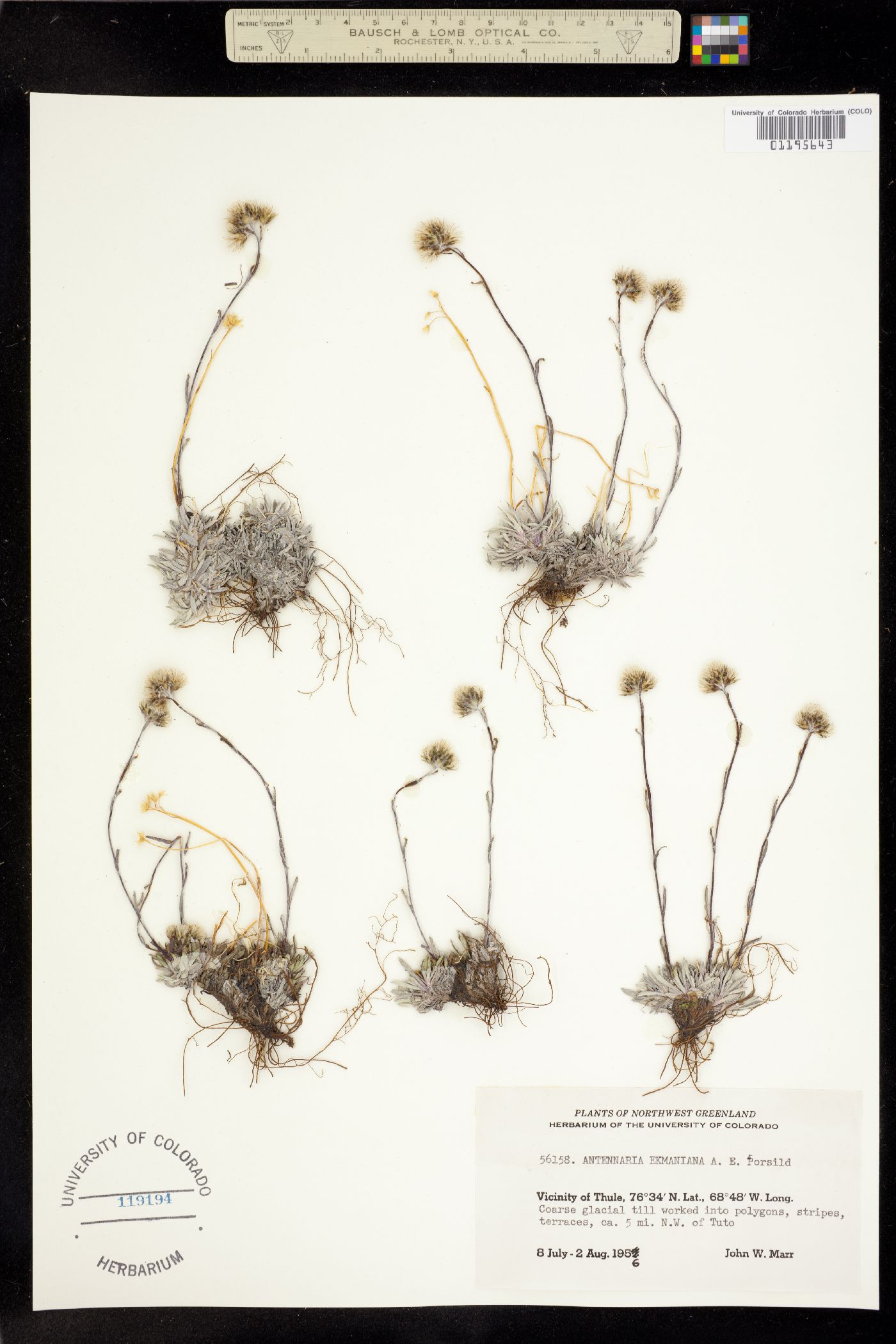 Antennaria ekmaniana image