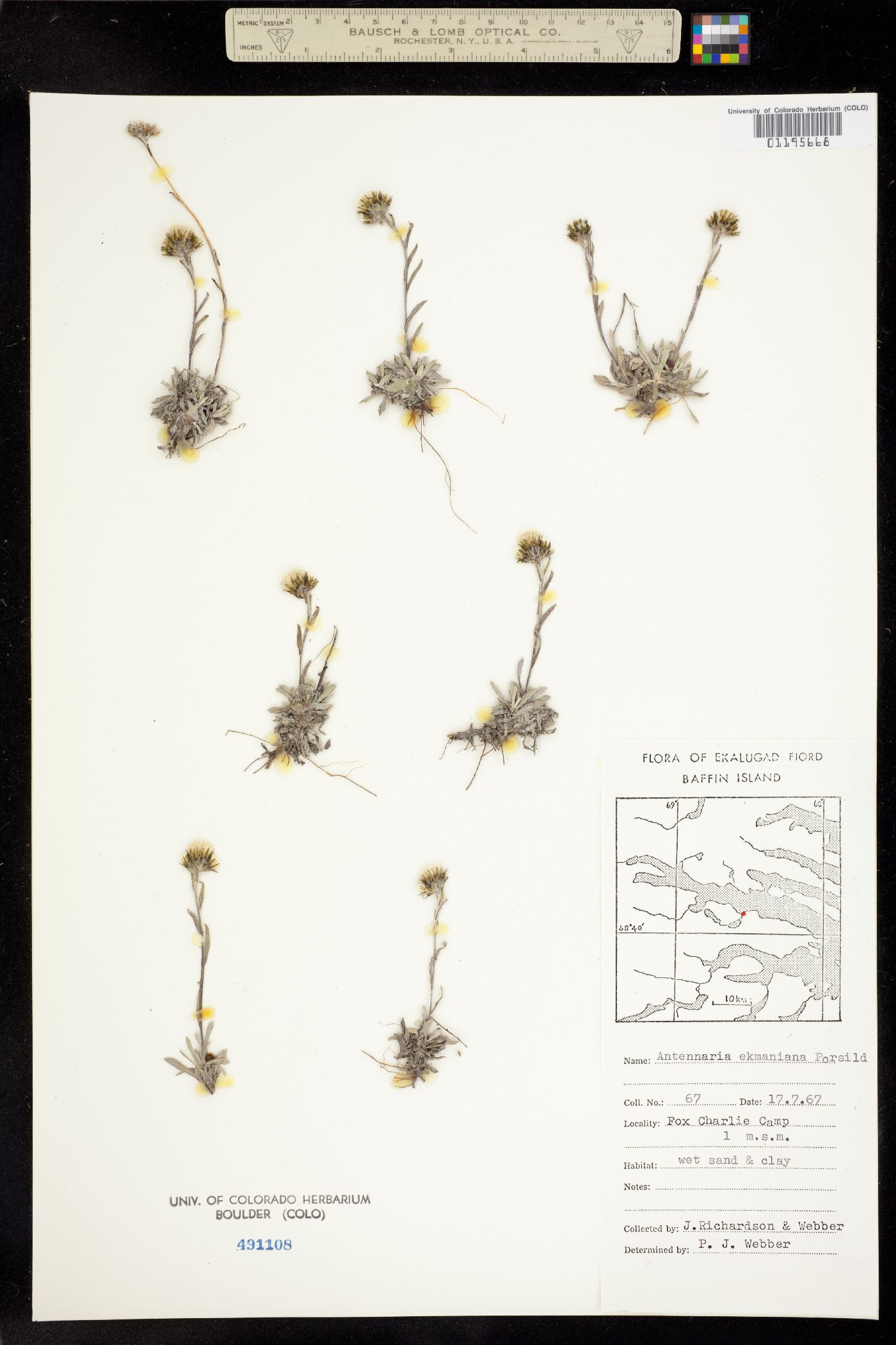 Antennaria ekmaniana image