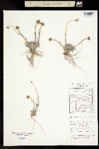Antennaria friesiana subsp. friesiana image