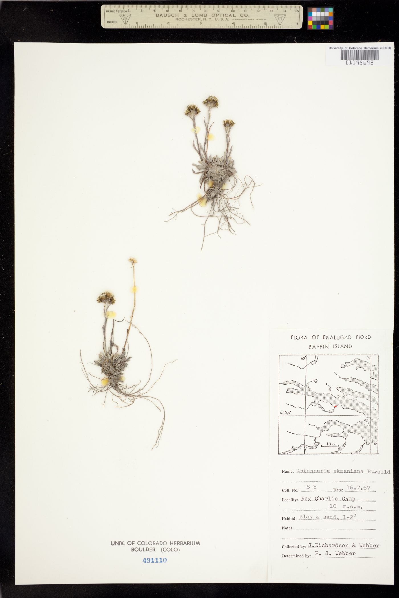 Antennaria friesiana subsp. friesiana image