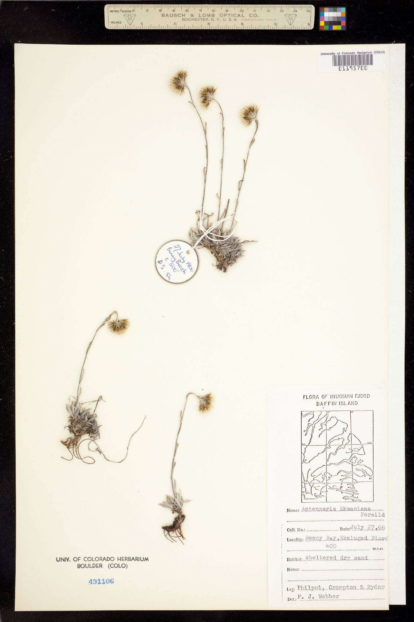 Antennaria ekmaniana image