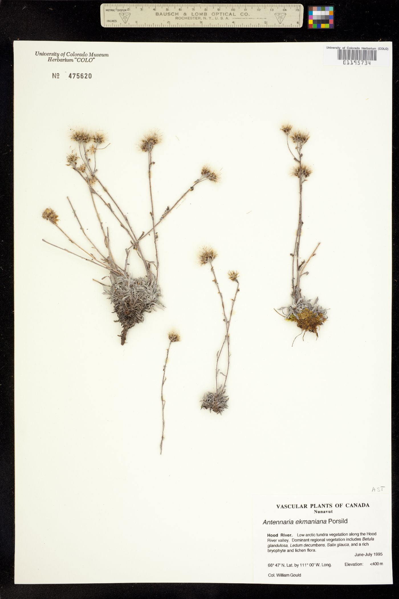 Antennaria ekmaniana image
