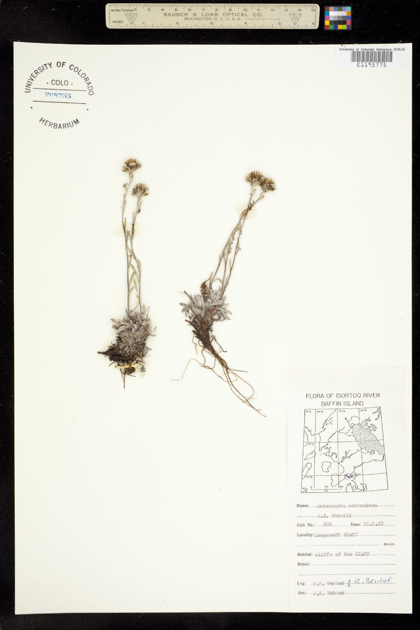 Antennaria ekmaniana image