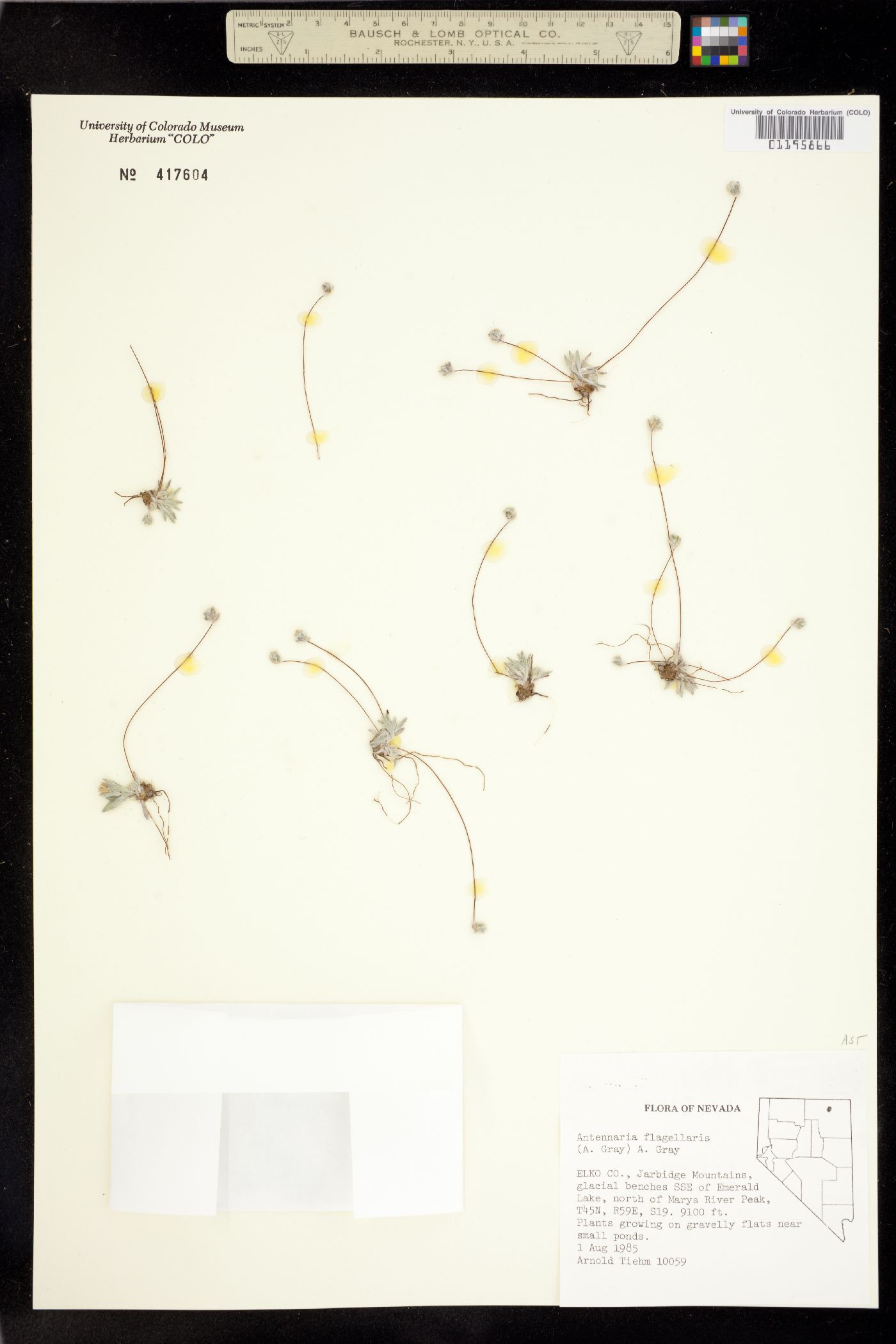 Antennaria flagellaris image