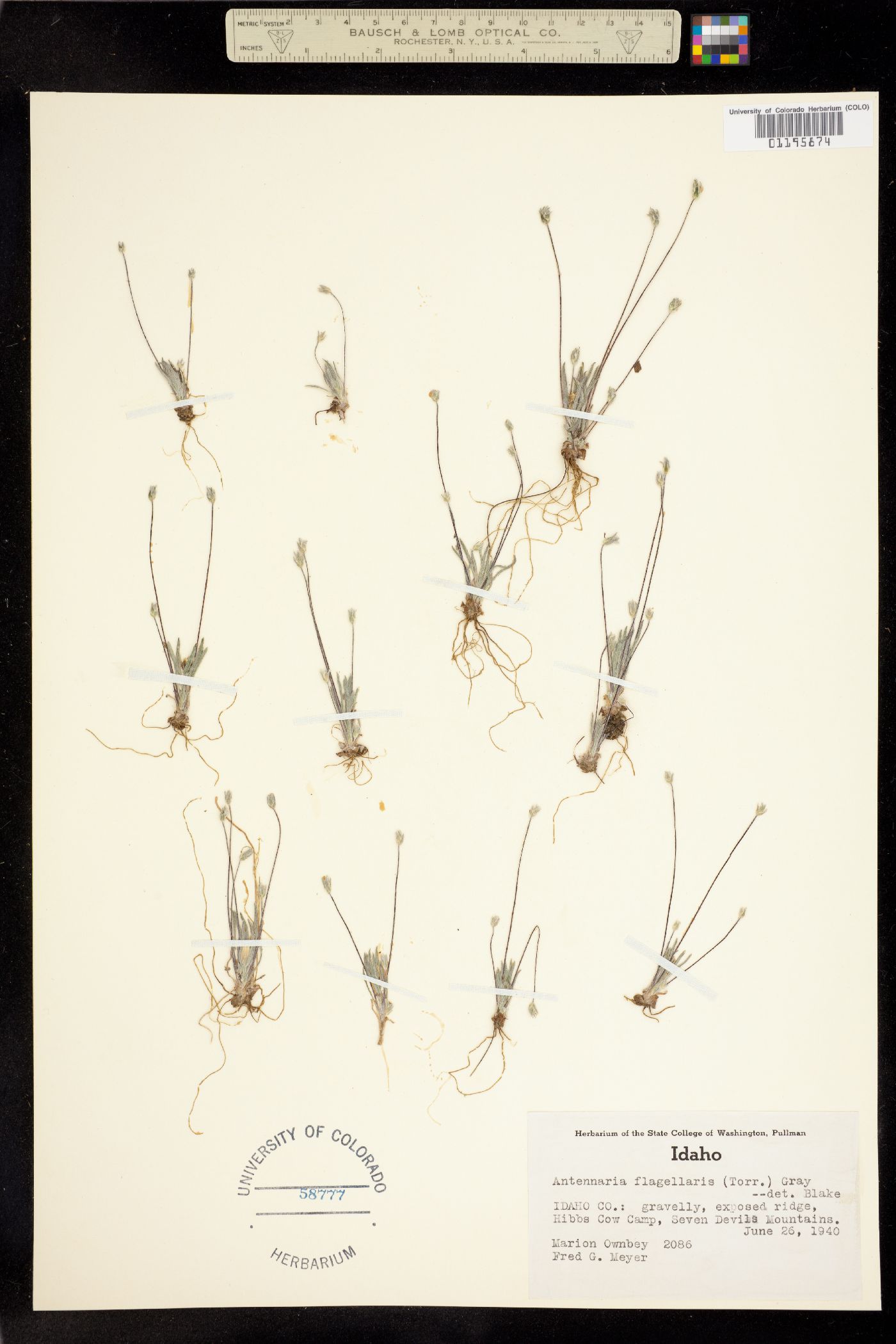 Antennaria flagellaris image