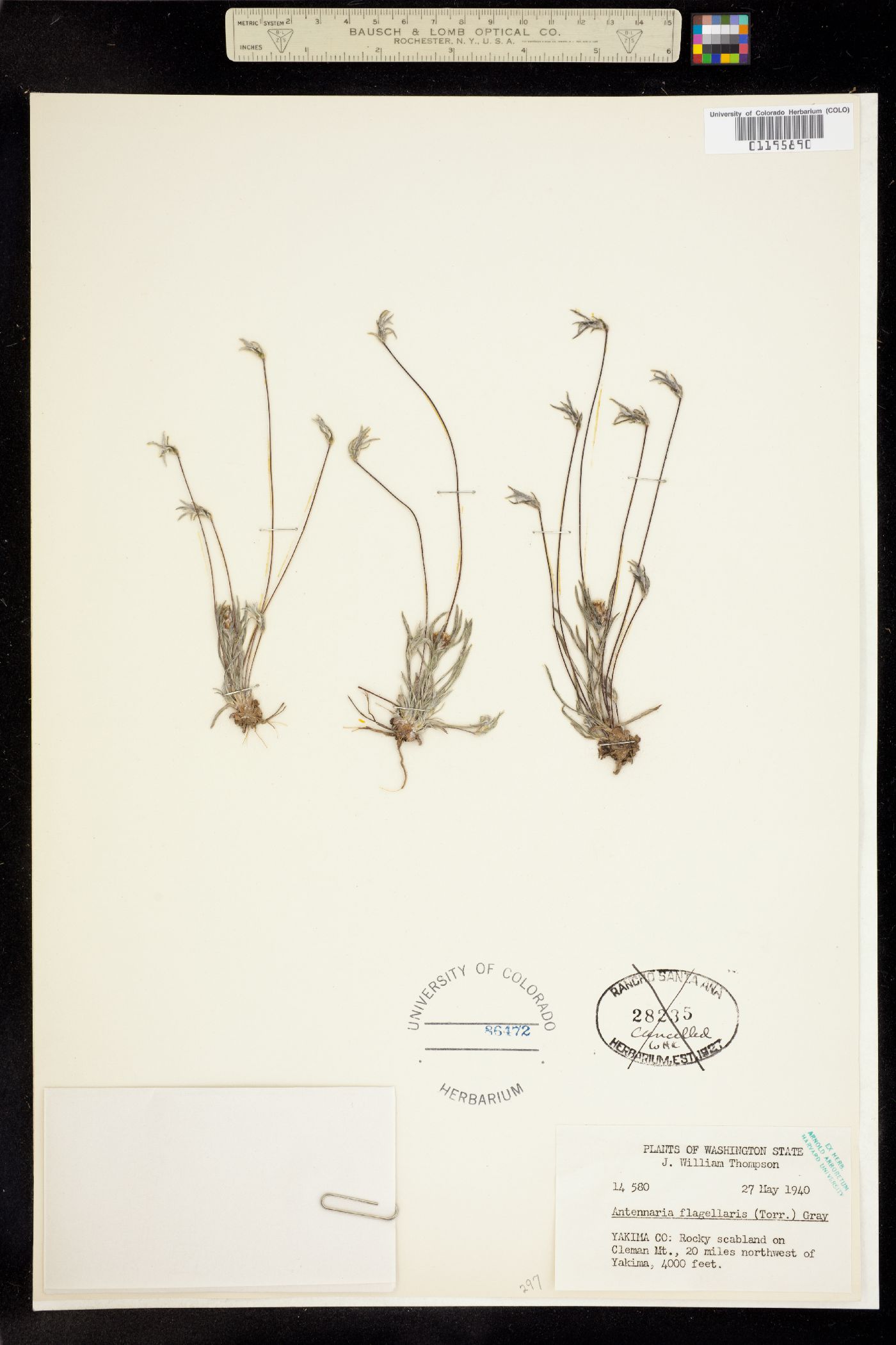 Antennaria flagellaris image