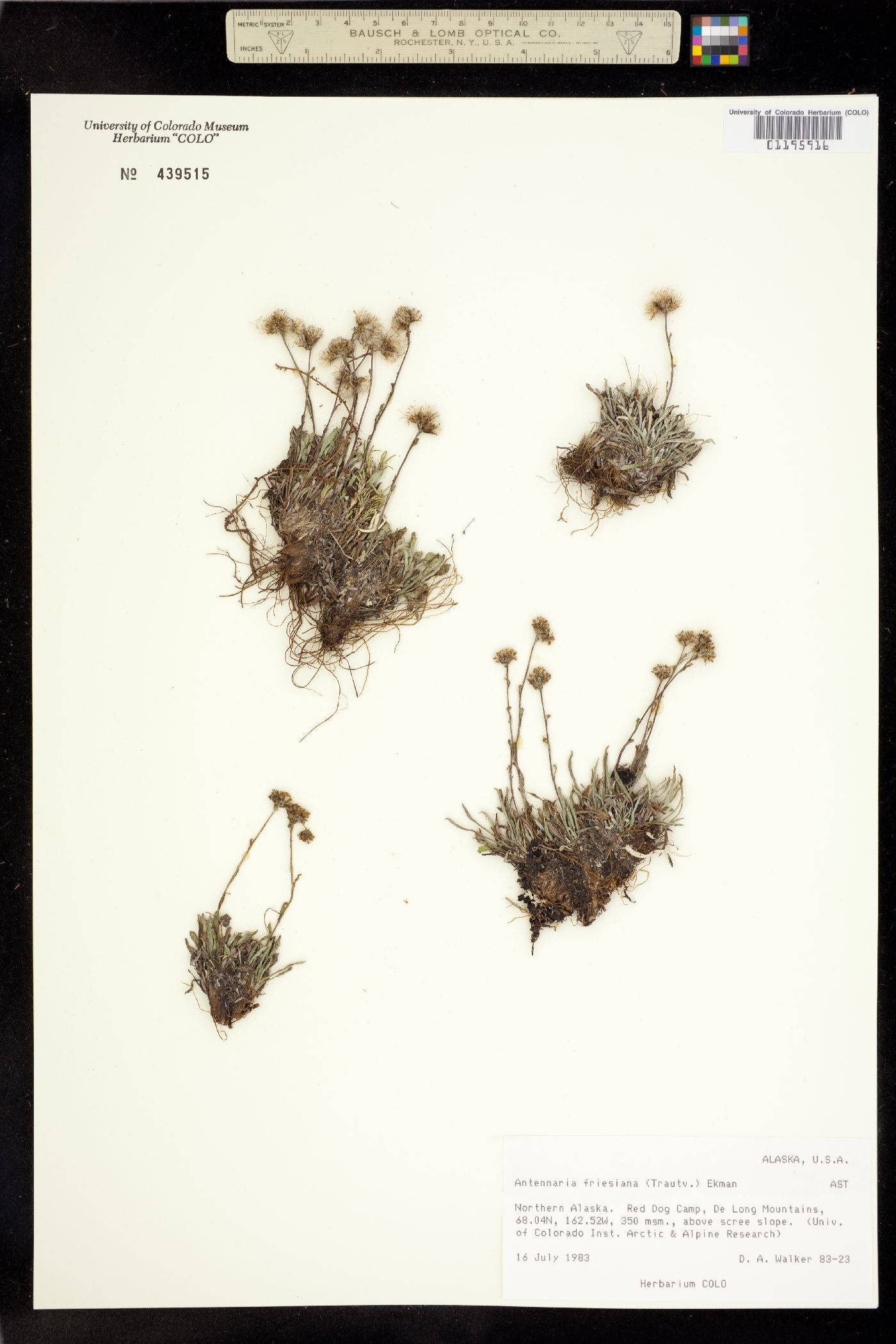 Antennaria friesiana image