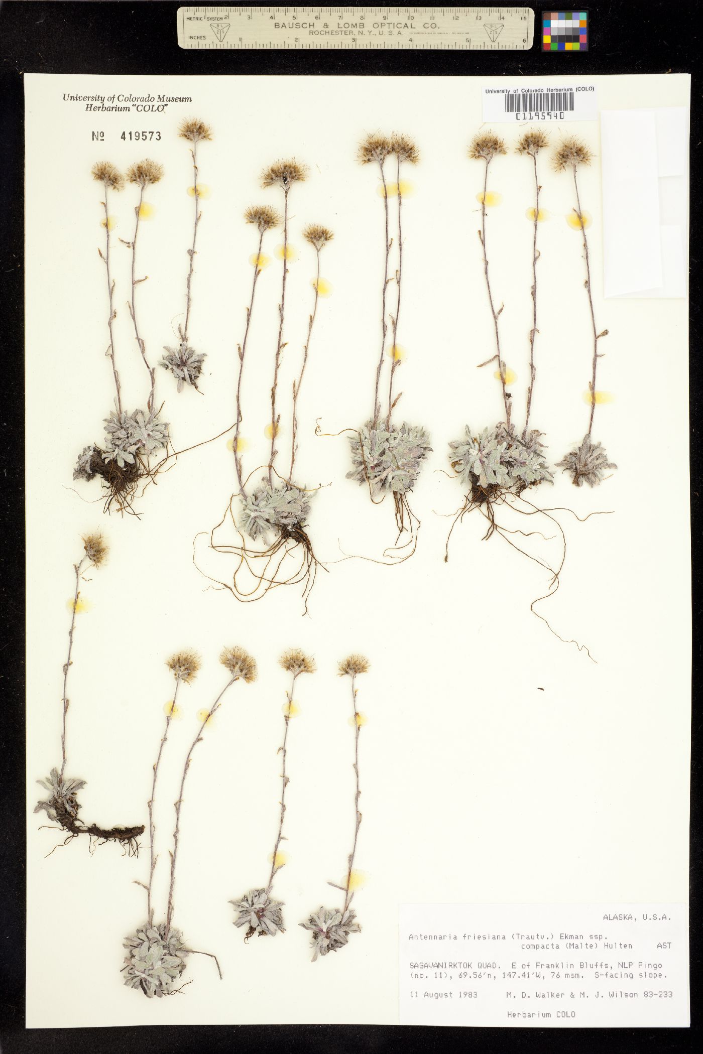 Antennaria friesiana image