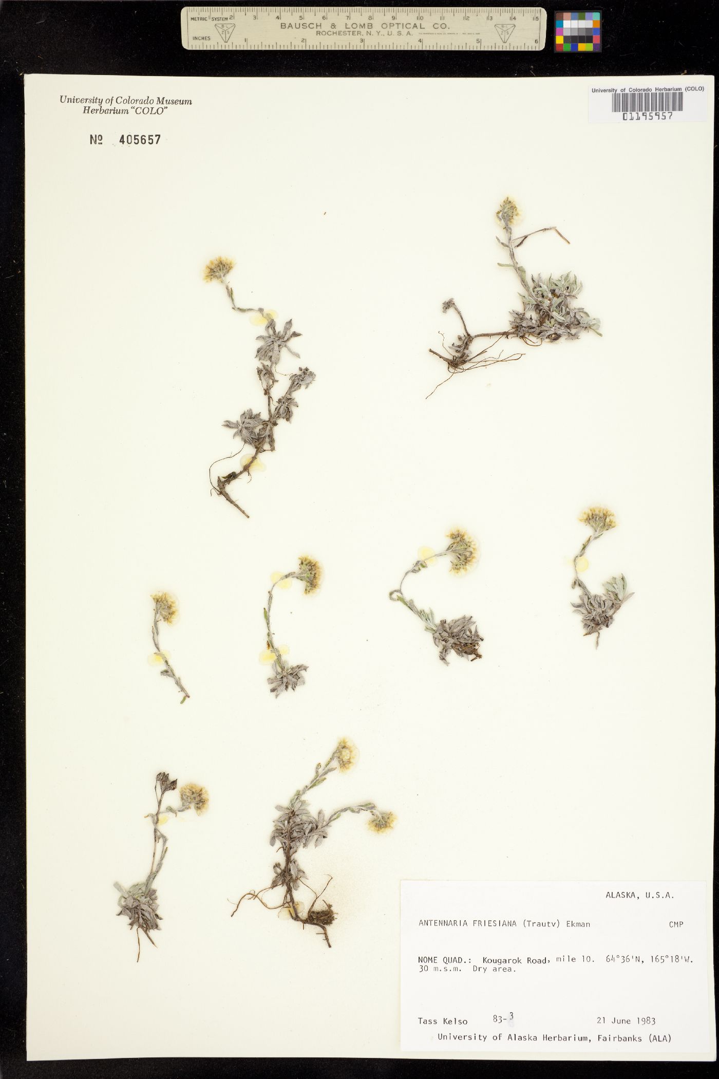 Antennaria friesiana image