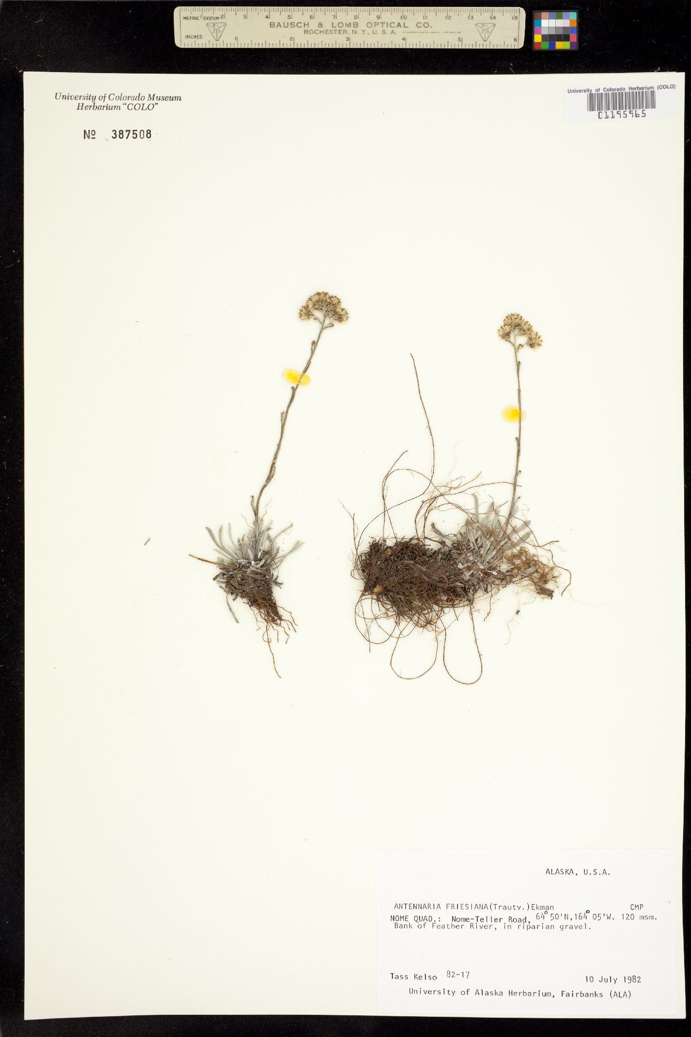 Antennaria friesiana image