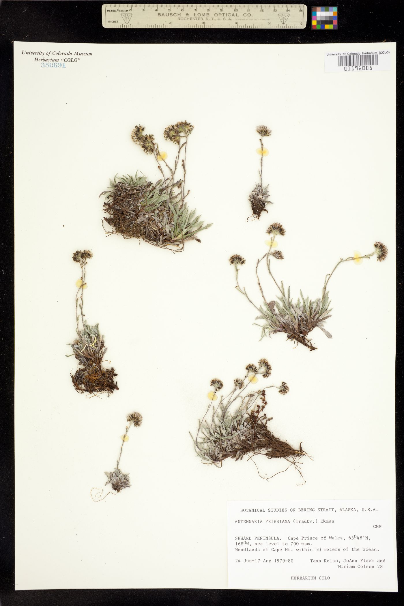 Antennaria friesiana image