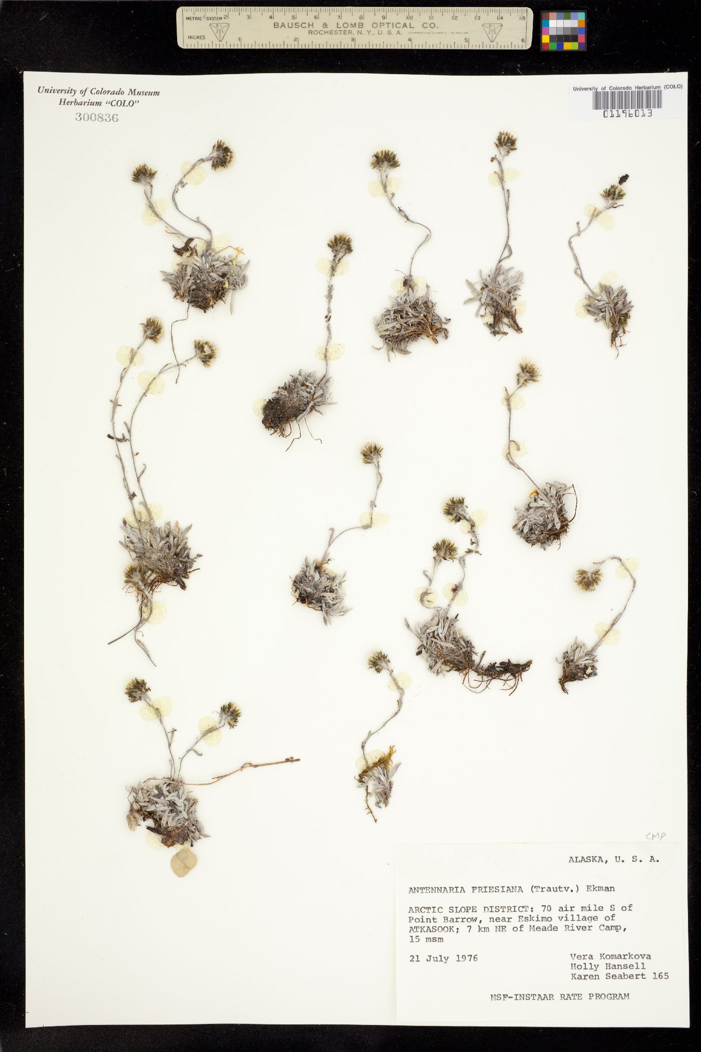 Antennaria friesiana image