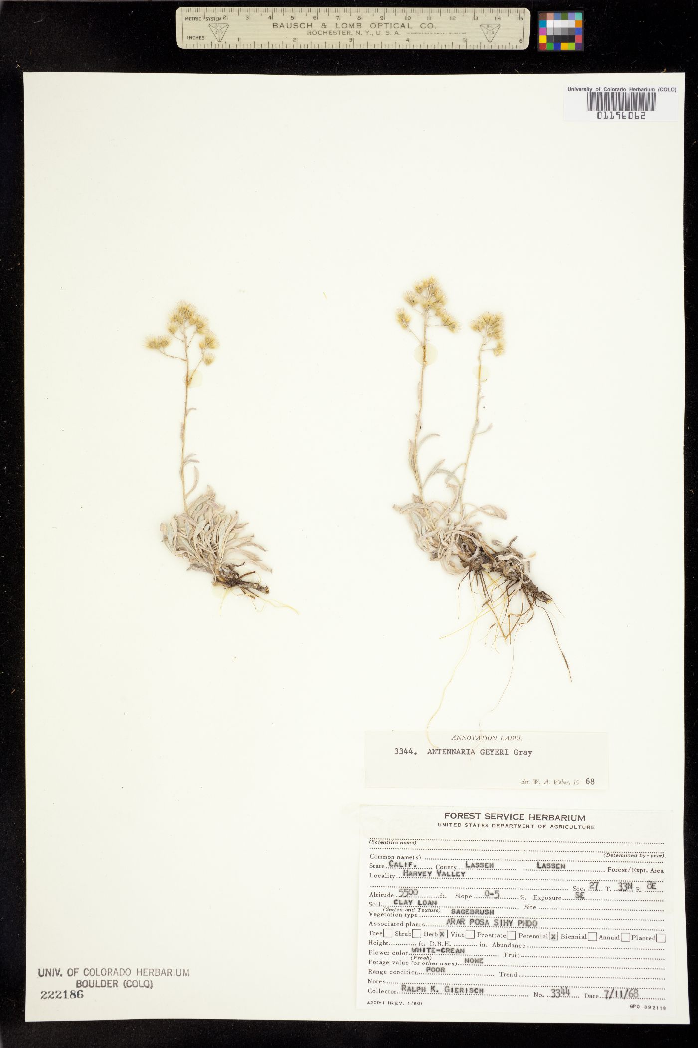 Antennaria geyeri image