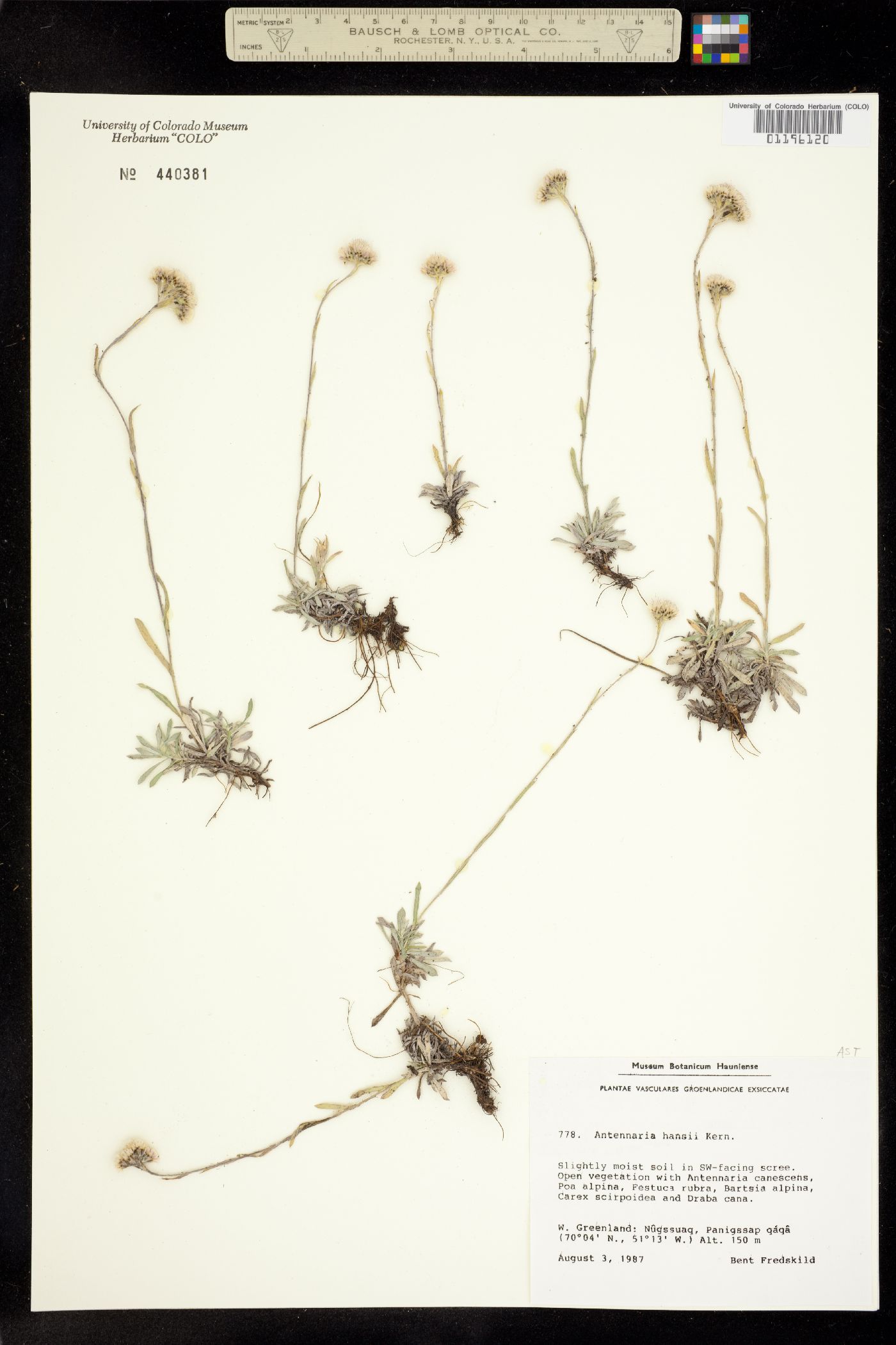 Antennaria alpina image