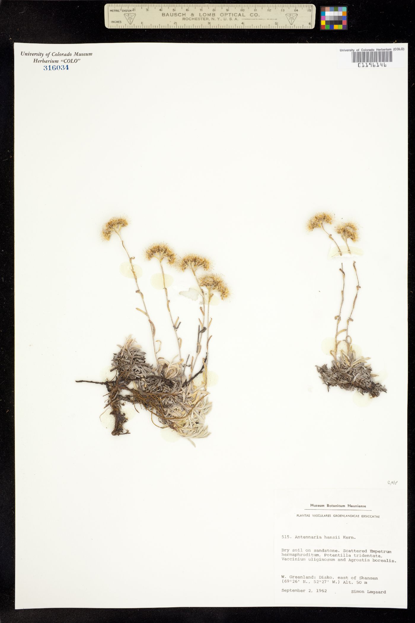 Antennaria alpina image