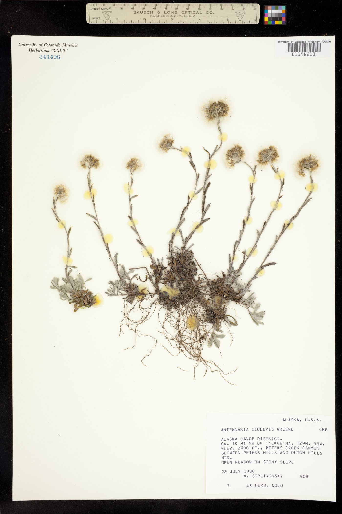 Antennaria rosea ssp. pulvinata image