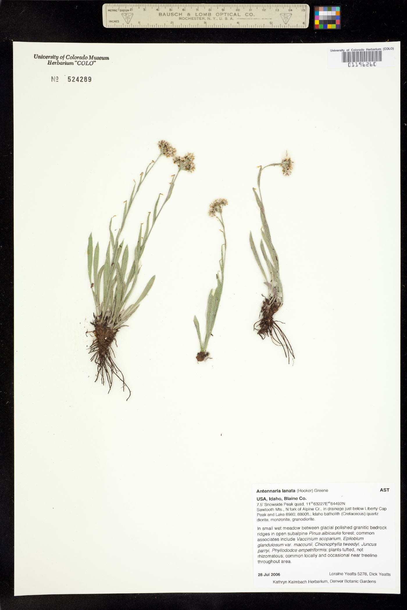 Antennaria lanata image