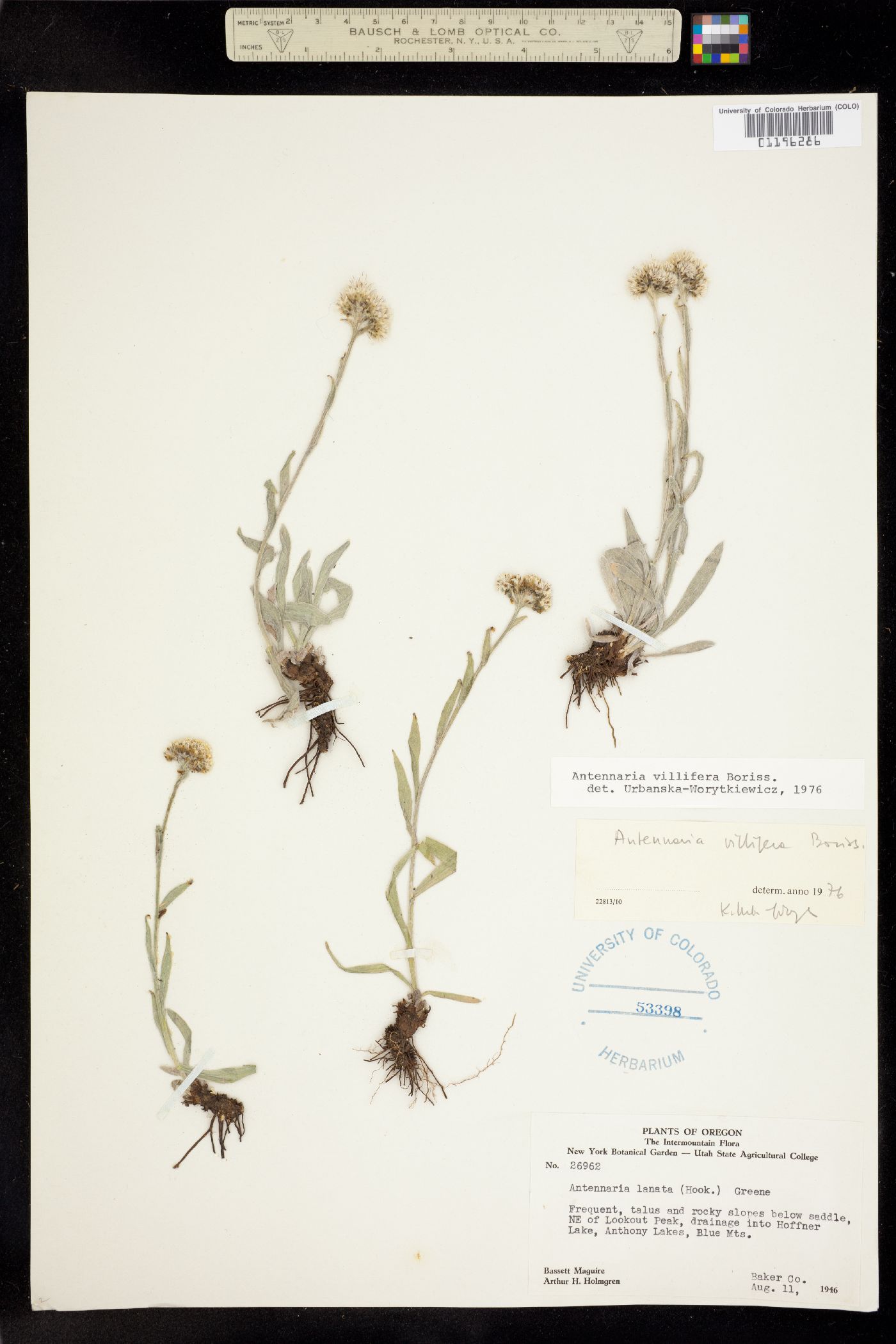 Antennaria lanata image