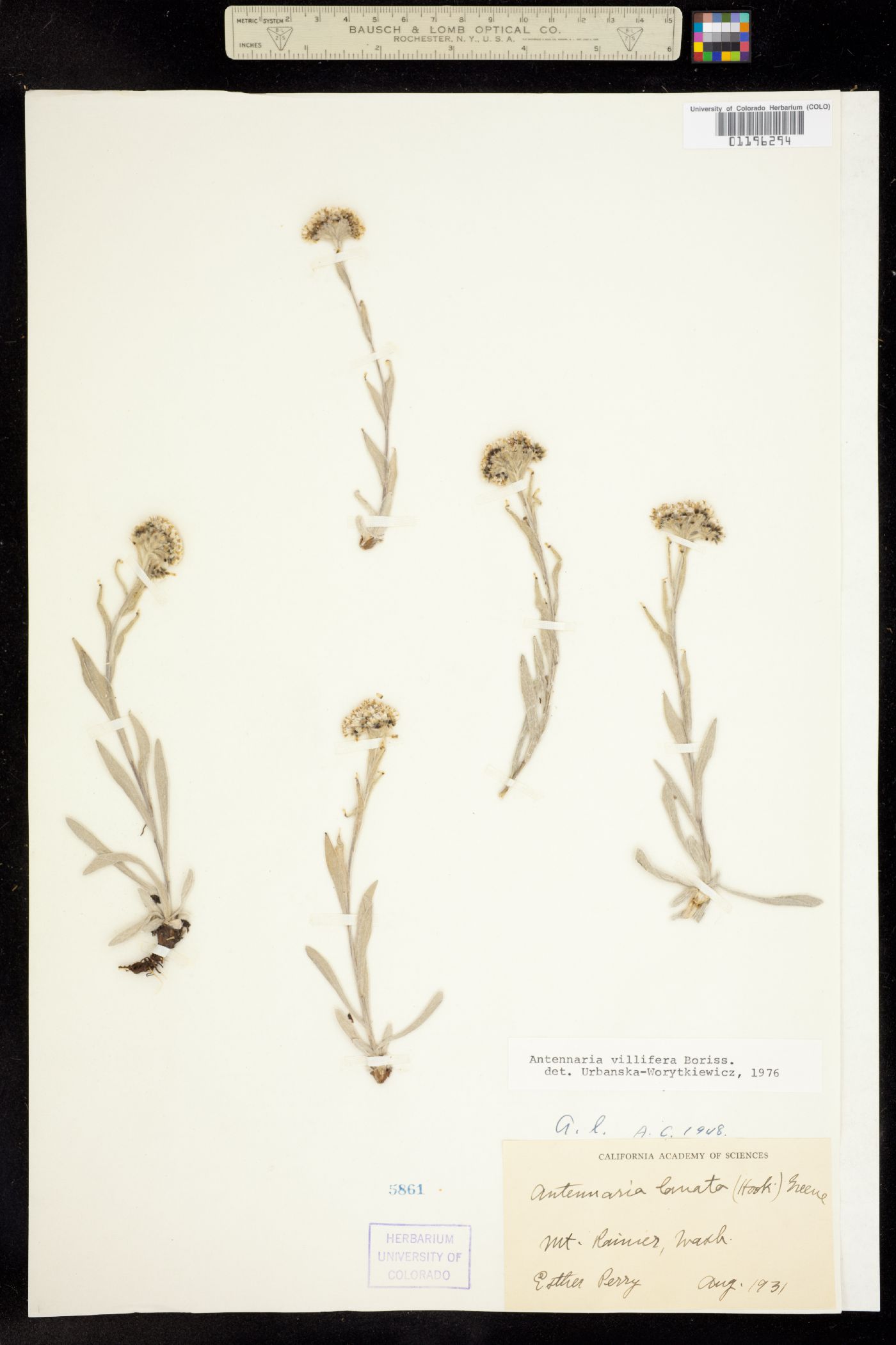 Antennaria lanata image