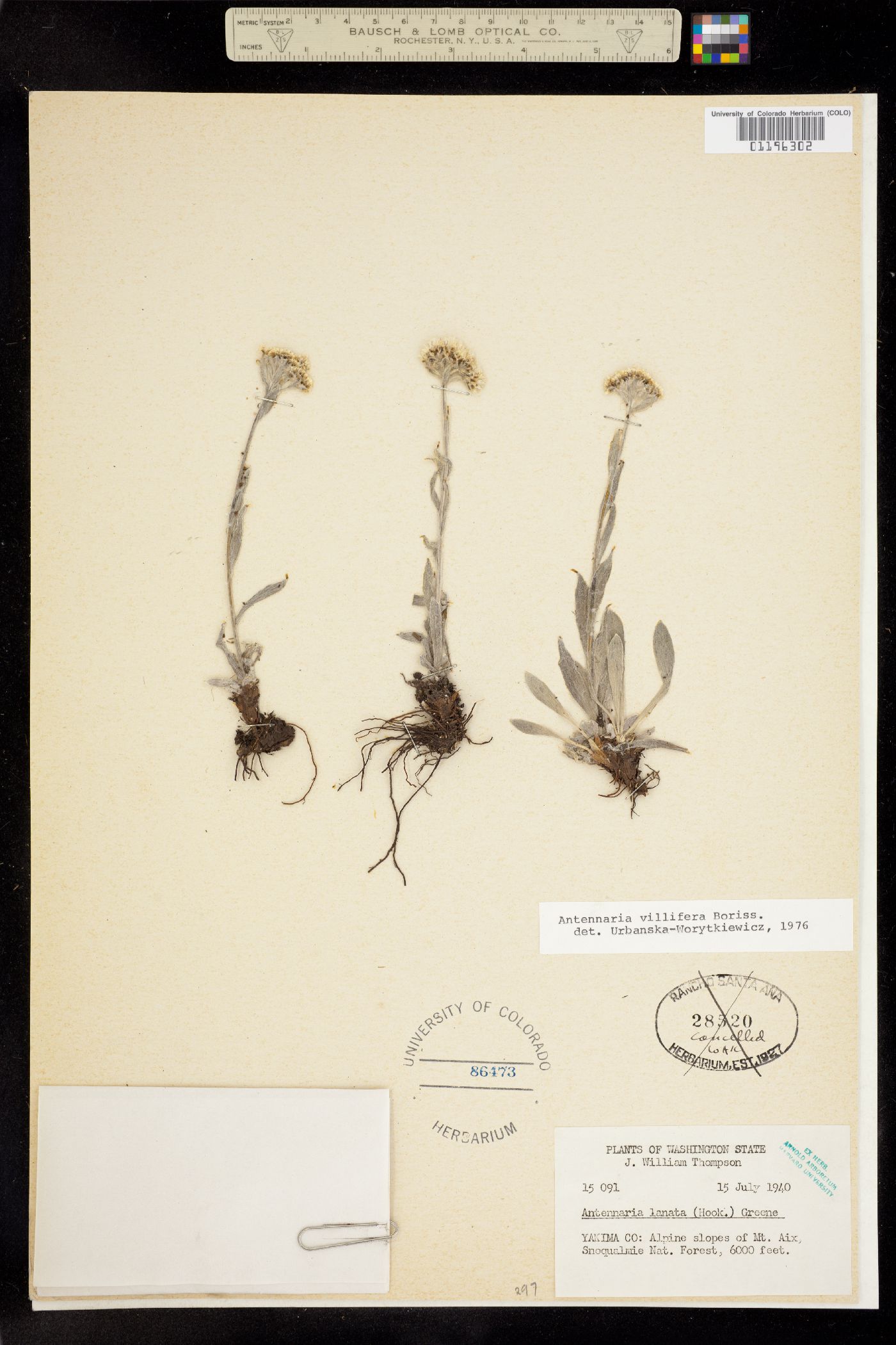 Antennaria lanata image
