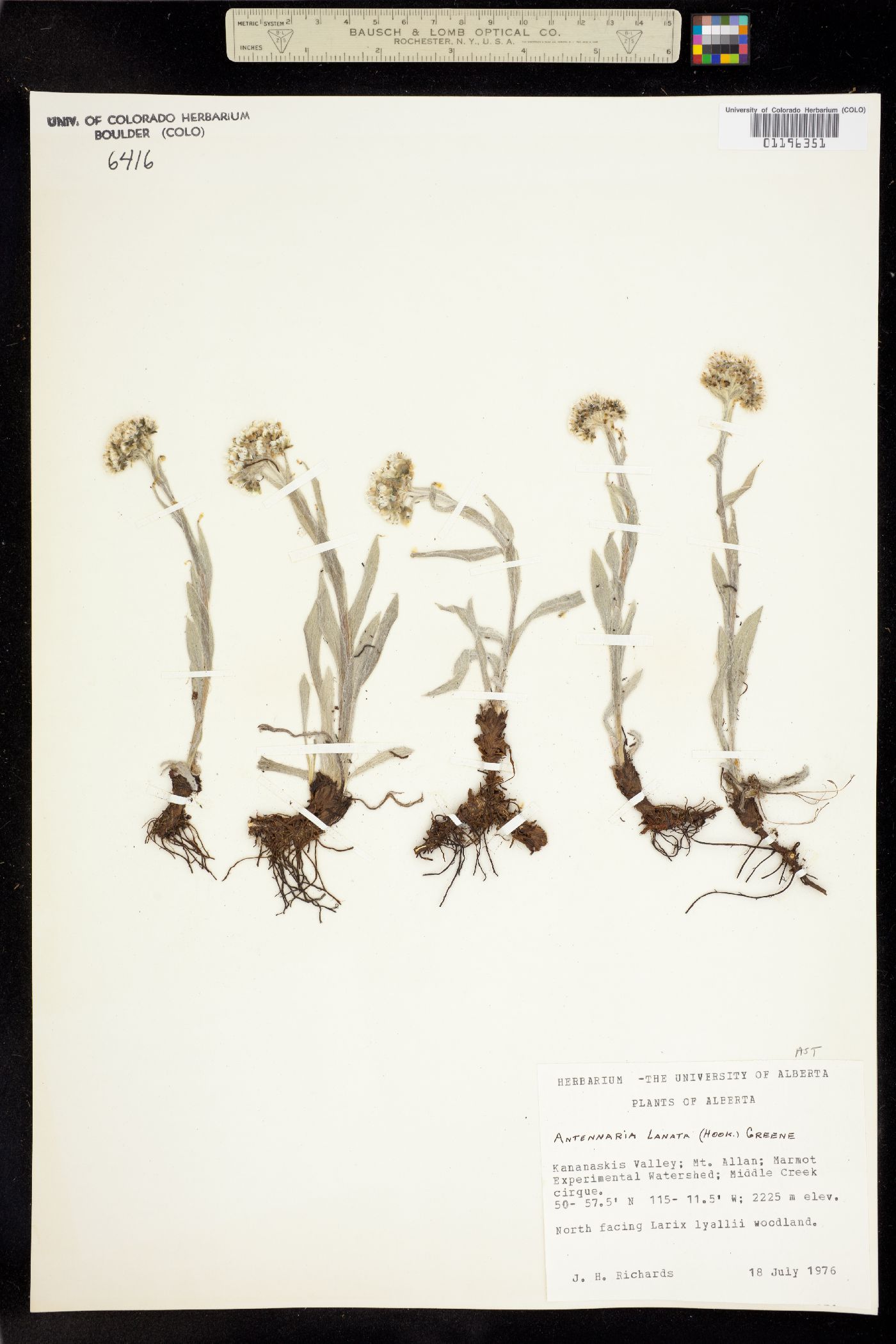 Antennaria lanata image