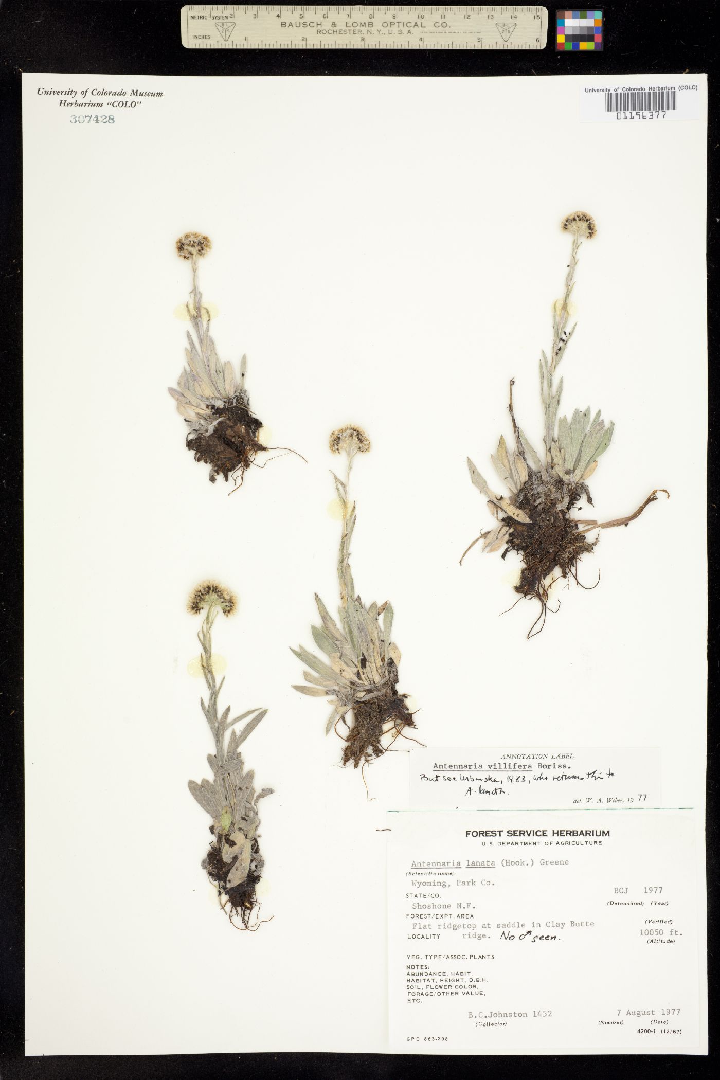 Antennaria lanata image