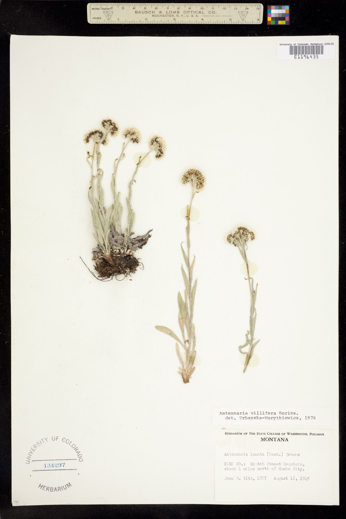 Antennaria lanata image