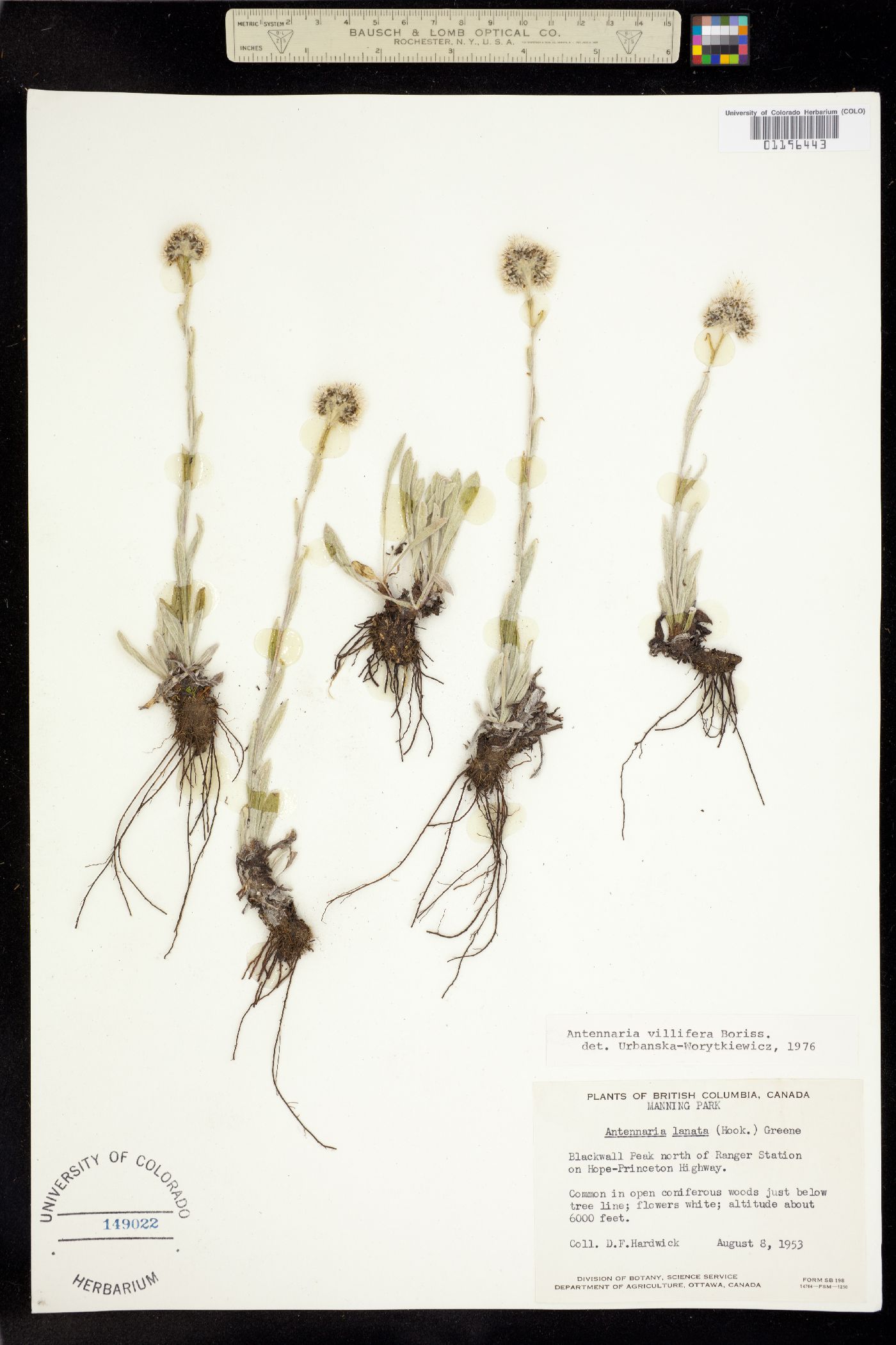 Antennaria lanata image