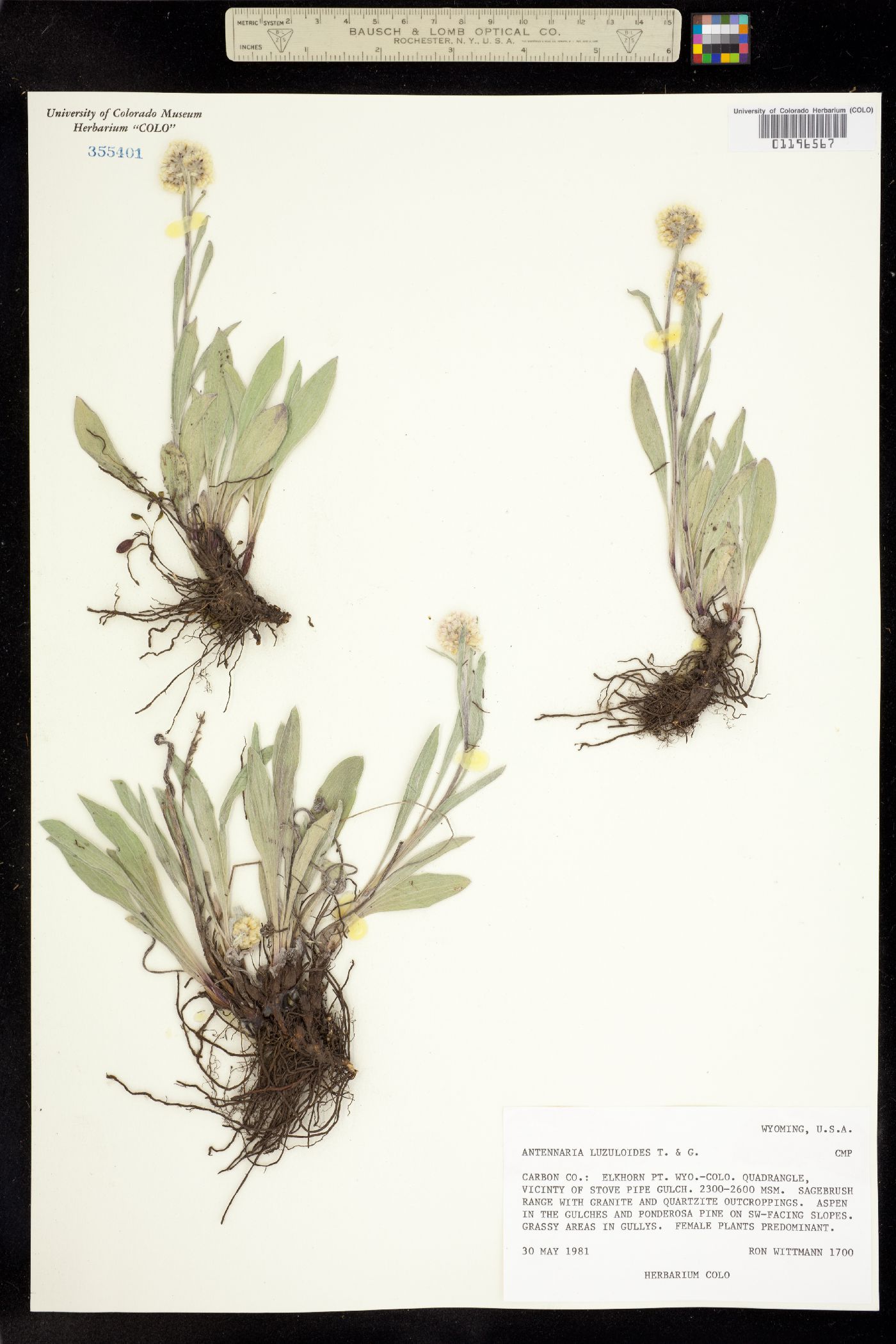 Antennaria luzuloides image