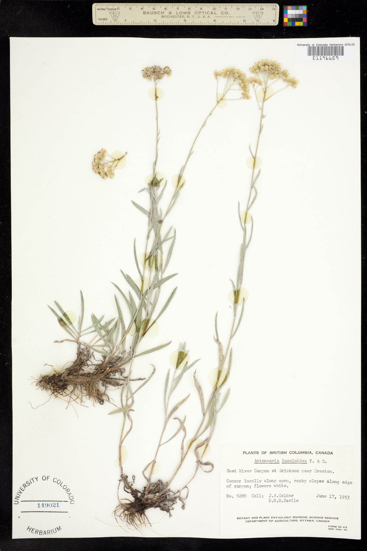 Antennaria luzuloides image