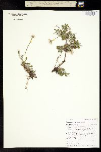Antennaria marginata image