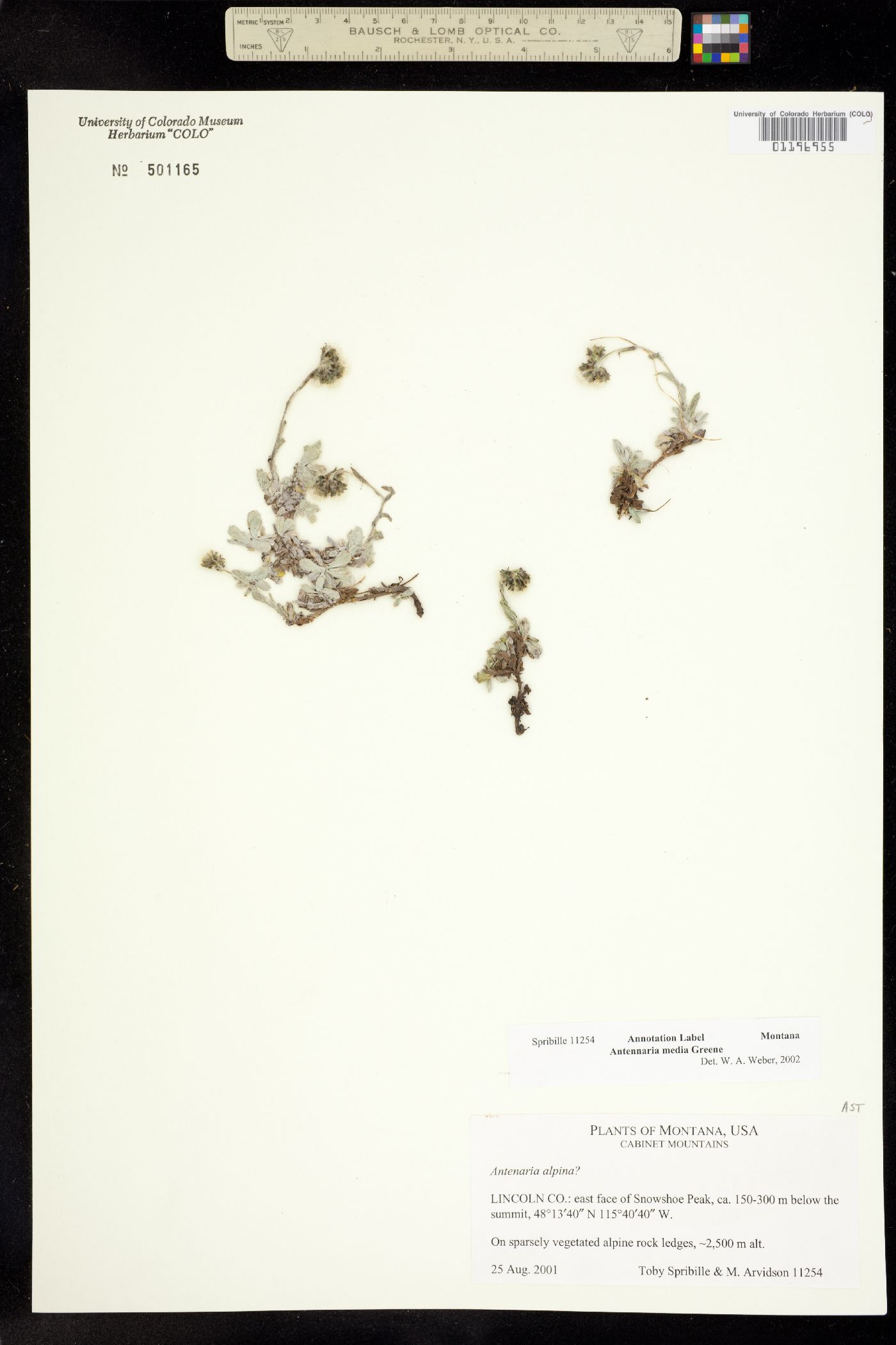 Antennaria media image