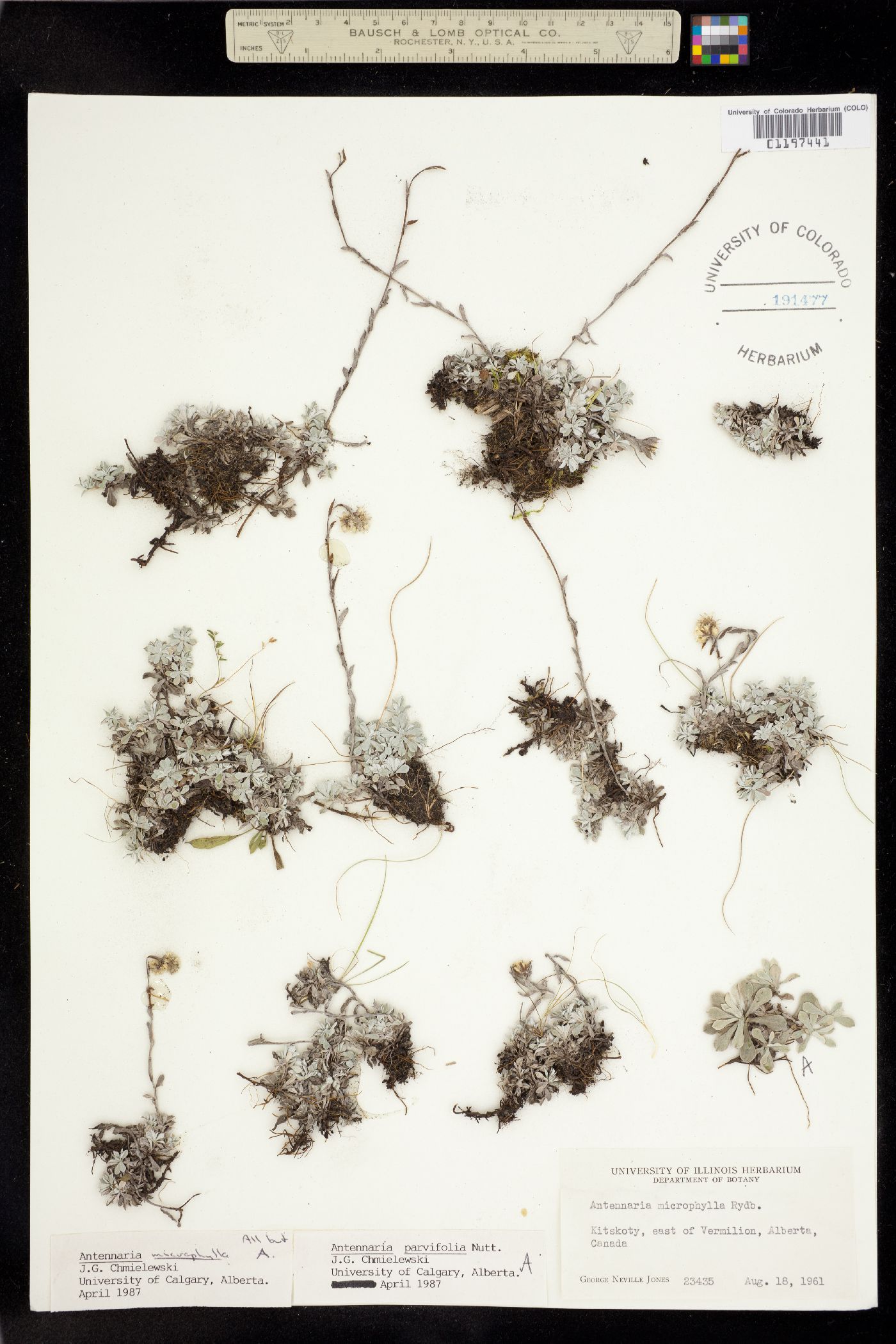 Antennaria microphylla image