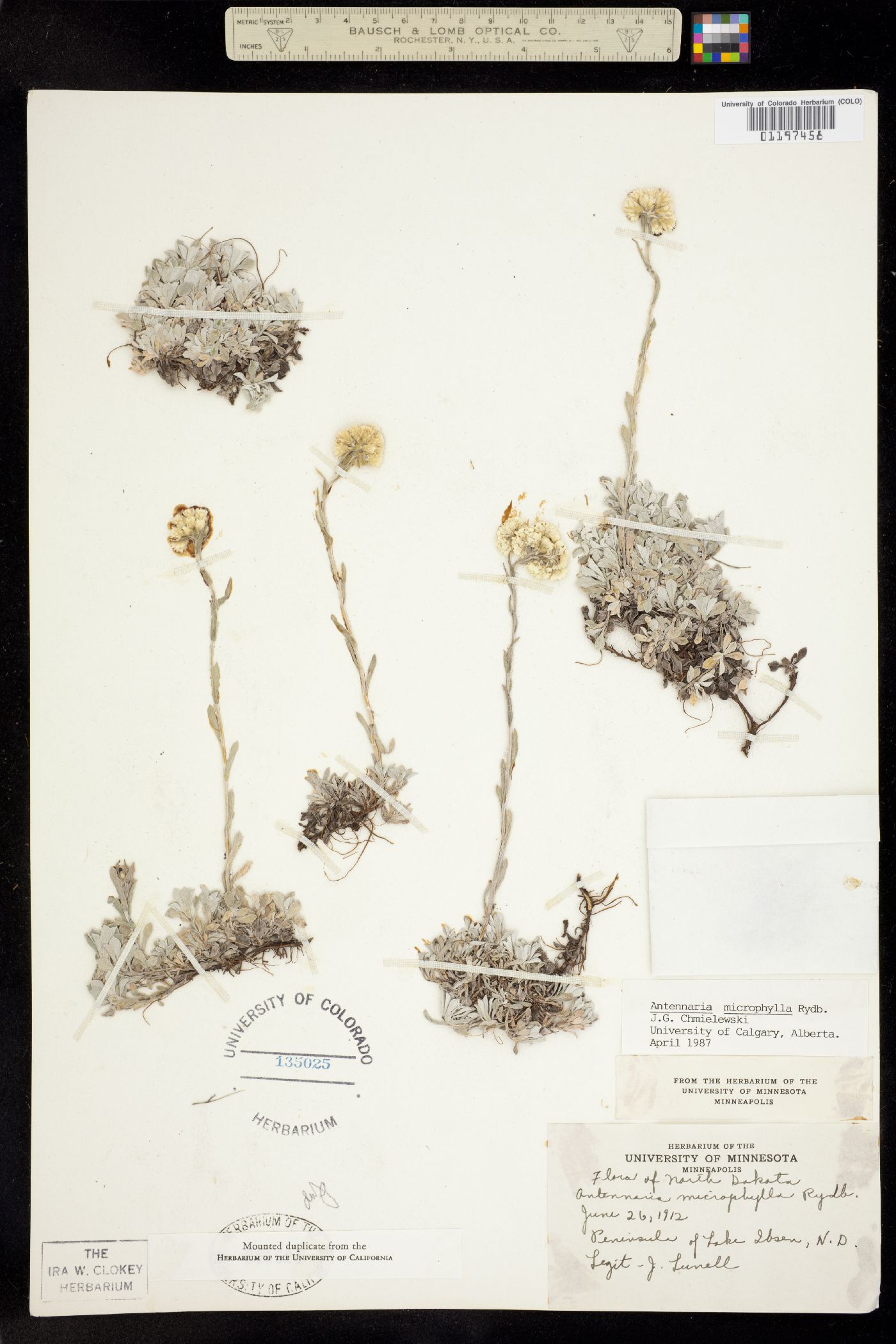 Antennaria microphylla image