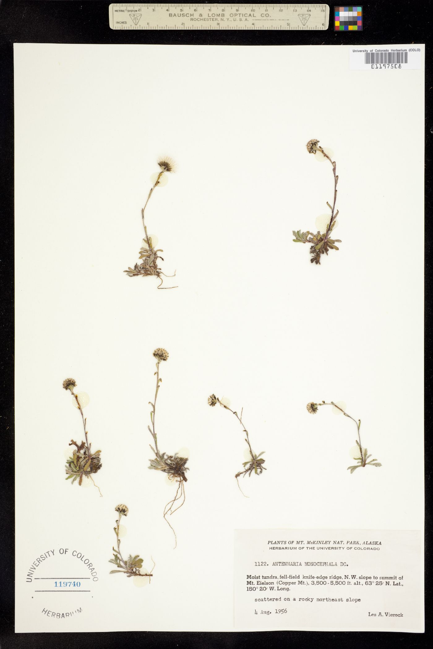 Antennaria monocephala image