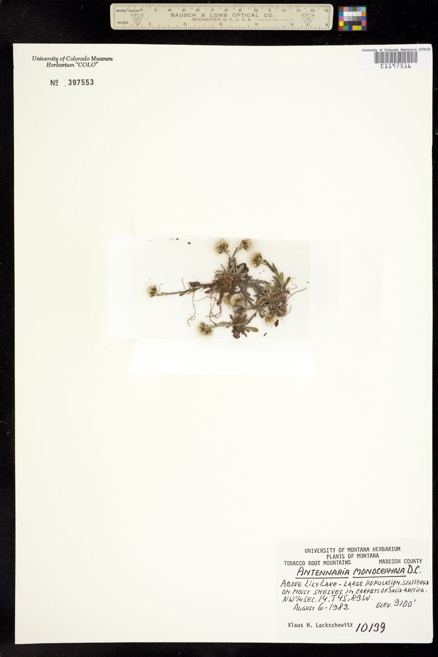 Antennaria monocephala image