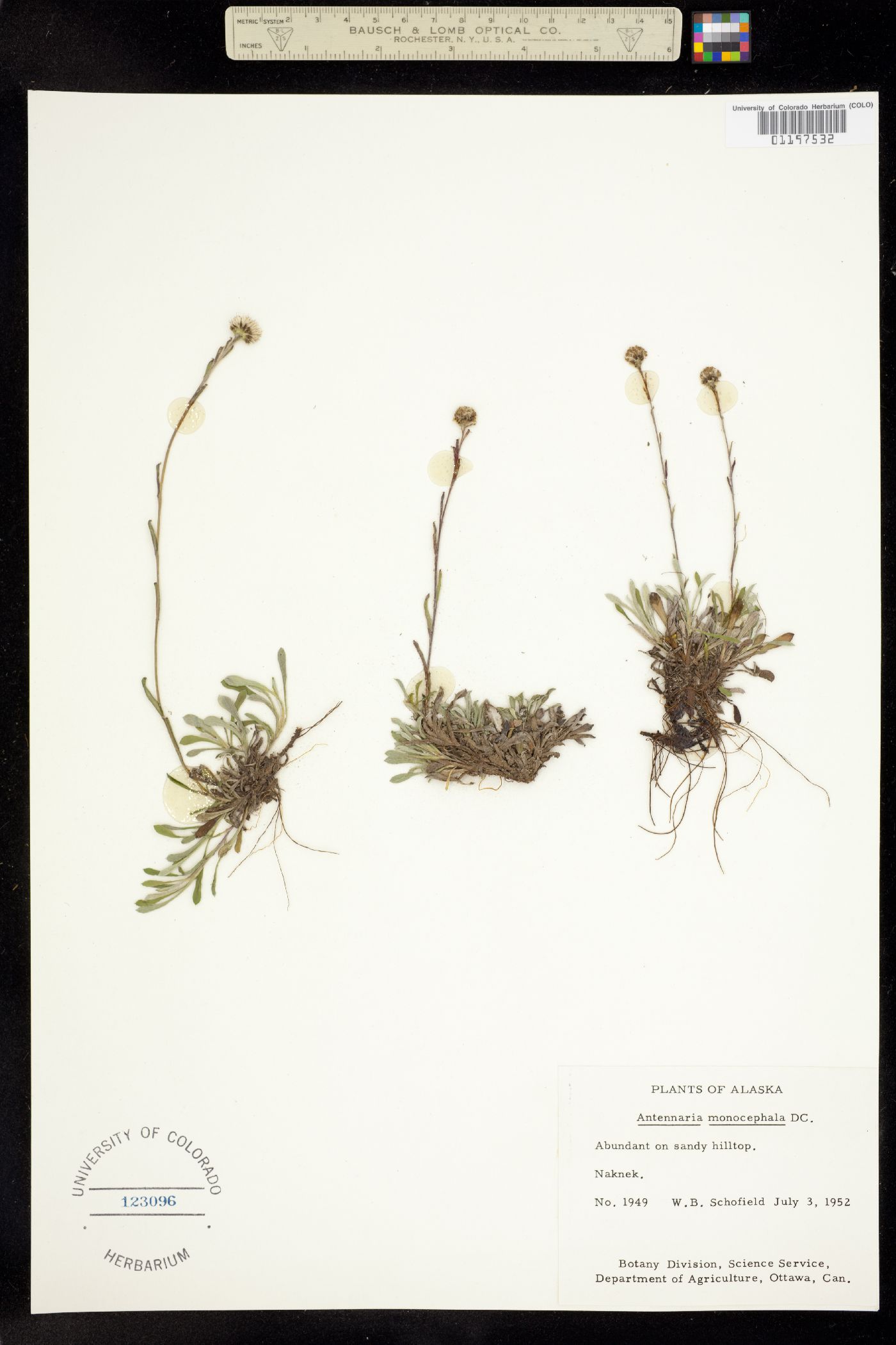 Antennaria monocephala image